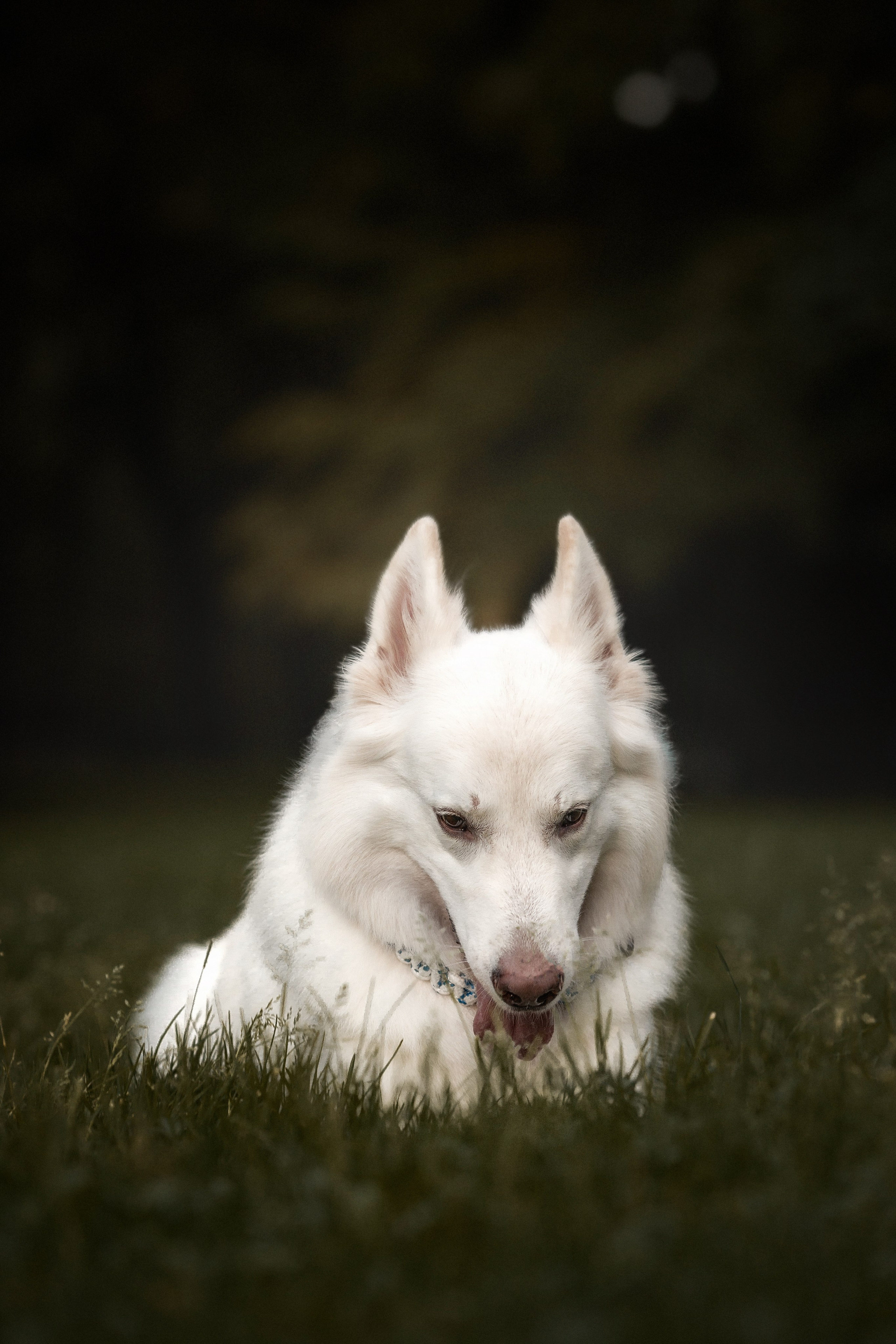 Света, Дима и Басс