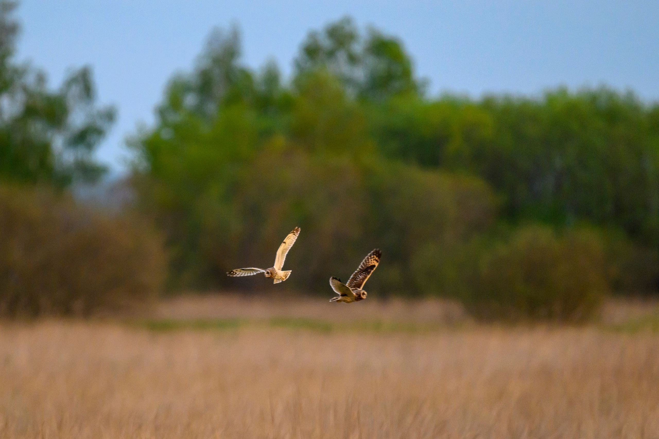 Болотные совы и лунь. Wildlife photography by Sergey Puponin