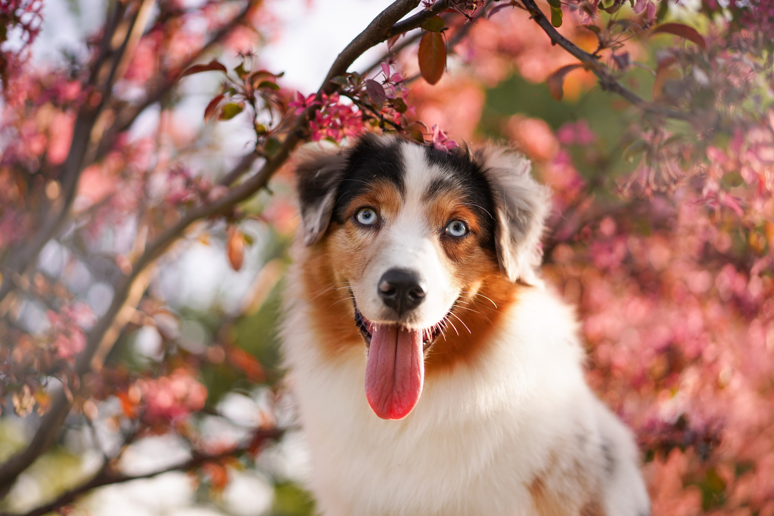 Аусси в Яблоневом саду. Фотограф-анималист в Санкт-Петербурге Яна Мартынова