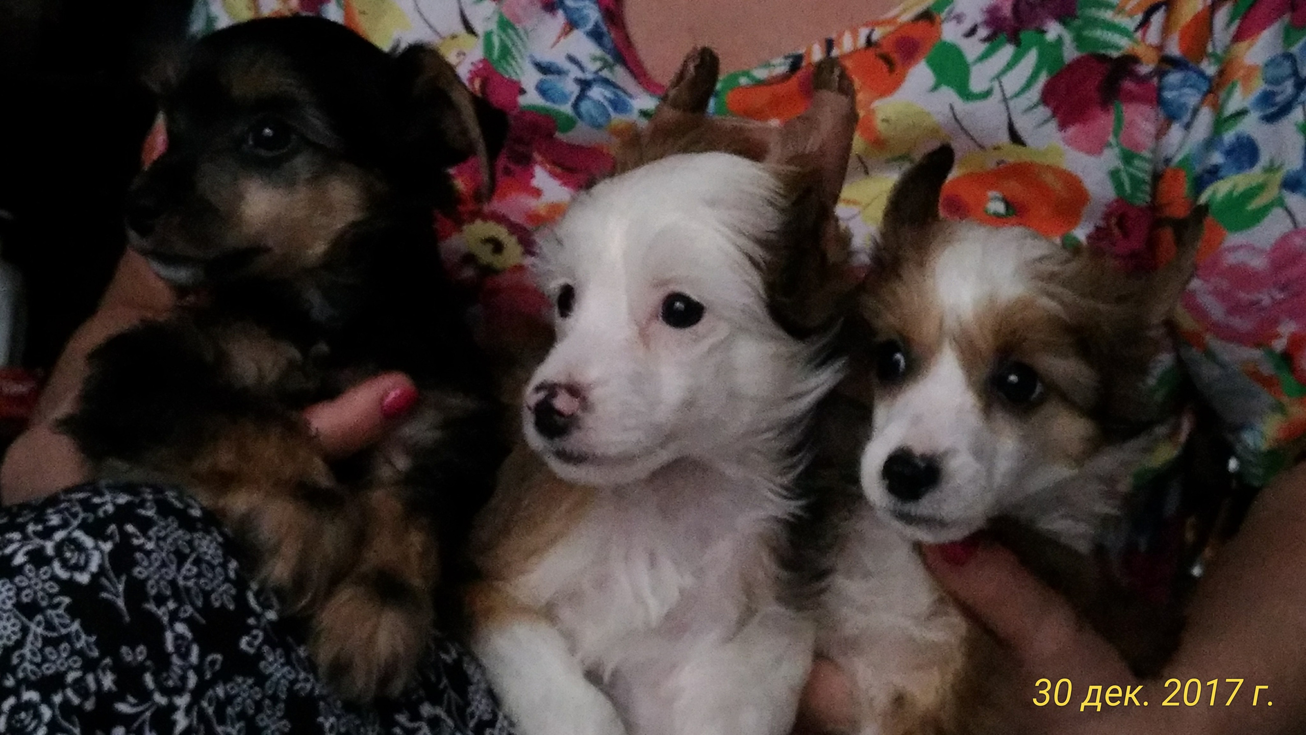 Litter B. Chinese Crested Dog Kennel Poale Ell