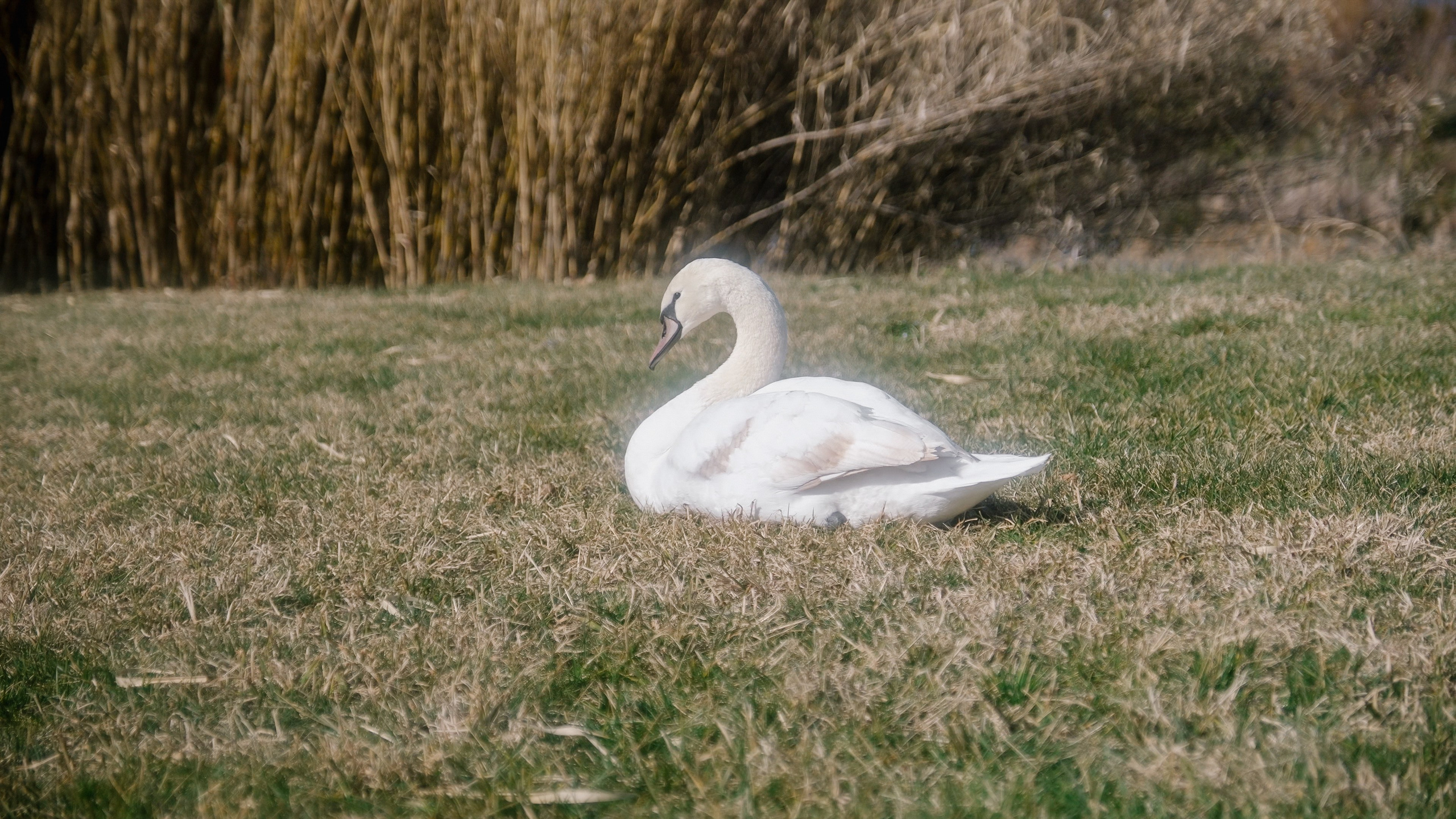 Русская Душа. Свадебный Видеограф Фотограф в Сочи
