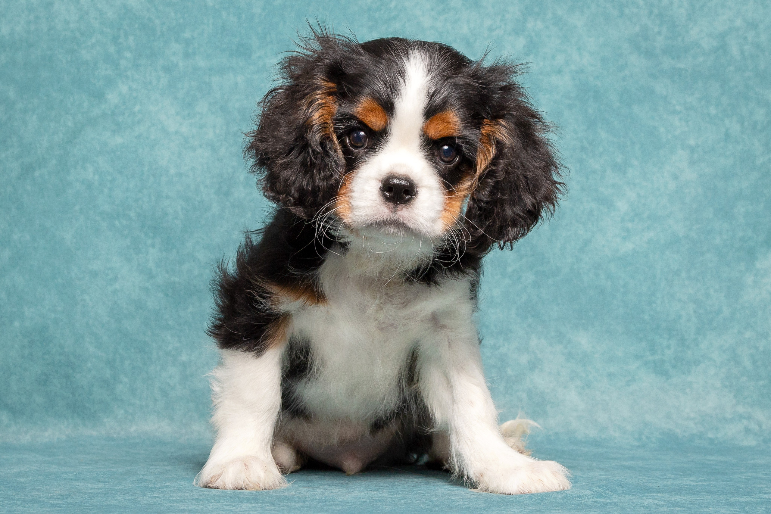 Кавалер Кинг Чарльз спаниель. Юлия Микульская. Рыбинск