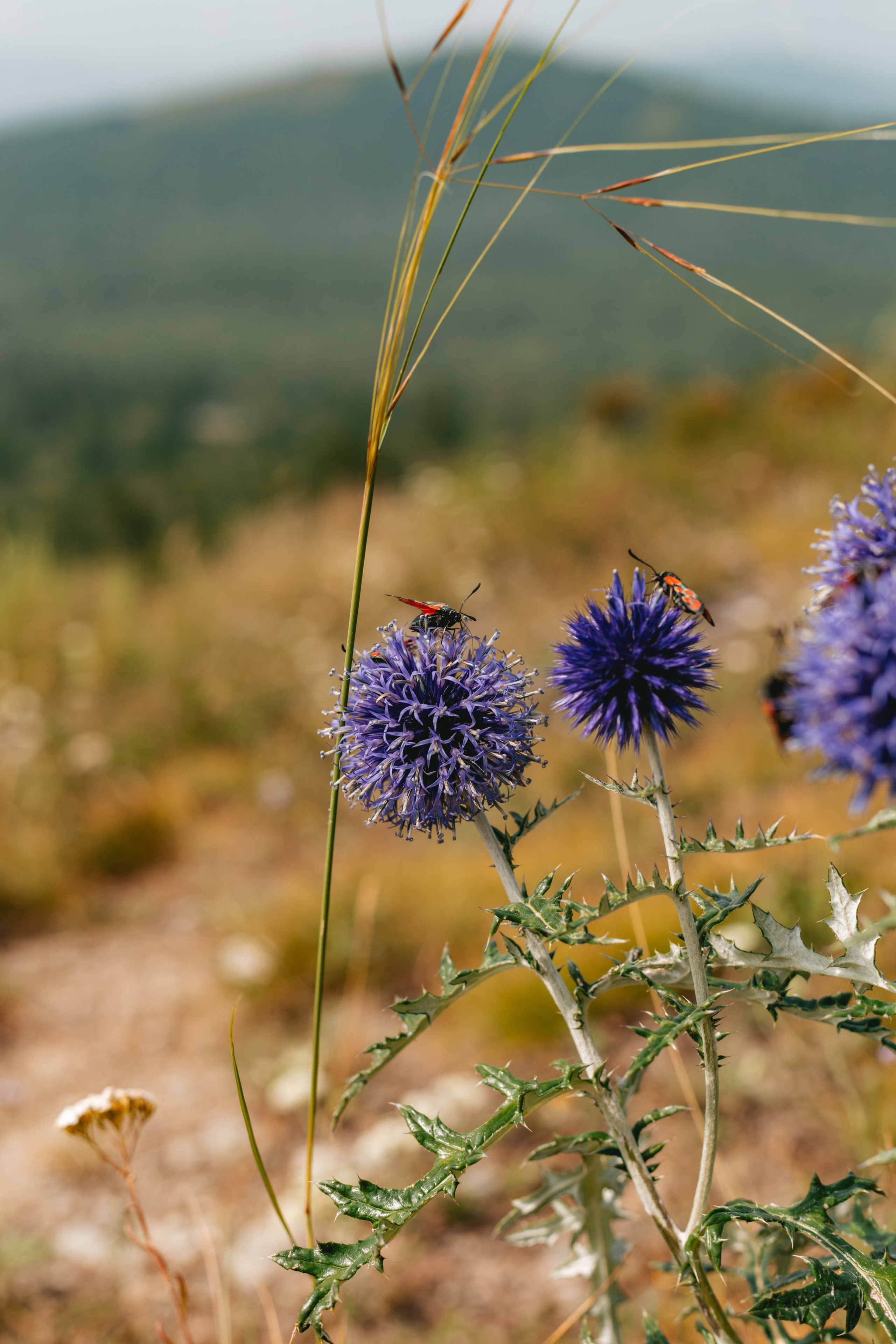 Катунский заповедник, Республика Алтай. Репортажный фотограф в Крыму Ксения Гасица