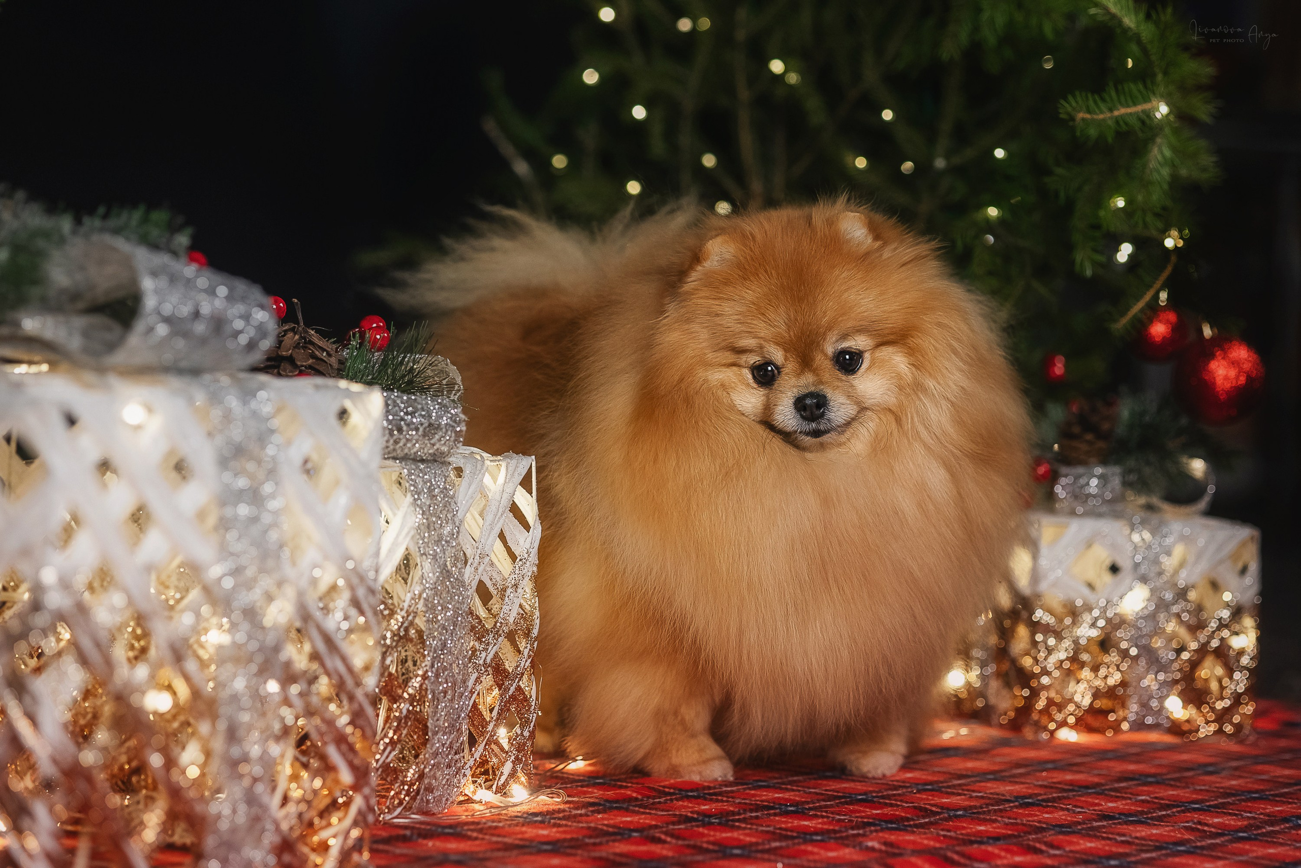 Фотодень_2 2025. Фотограф анималист Аня Ливанова | Рыбинск