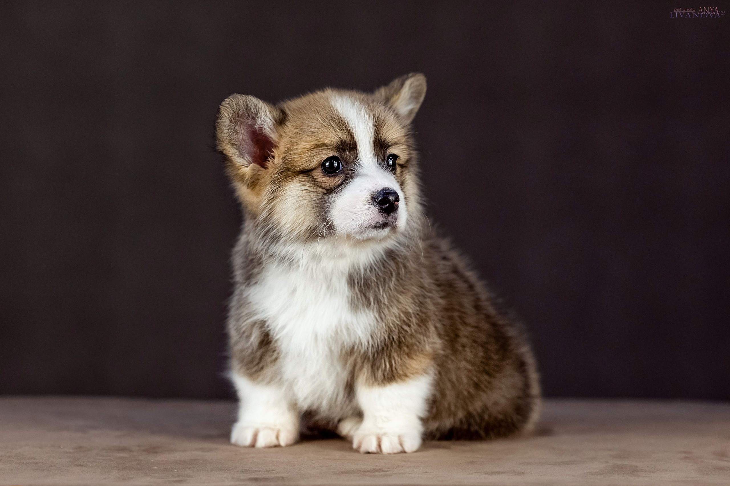 Коржики. Фотограф анималист Аня Ливанова | Рыбинск