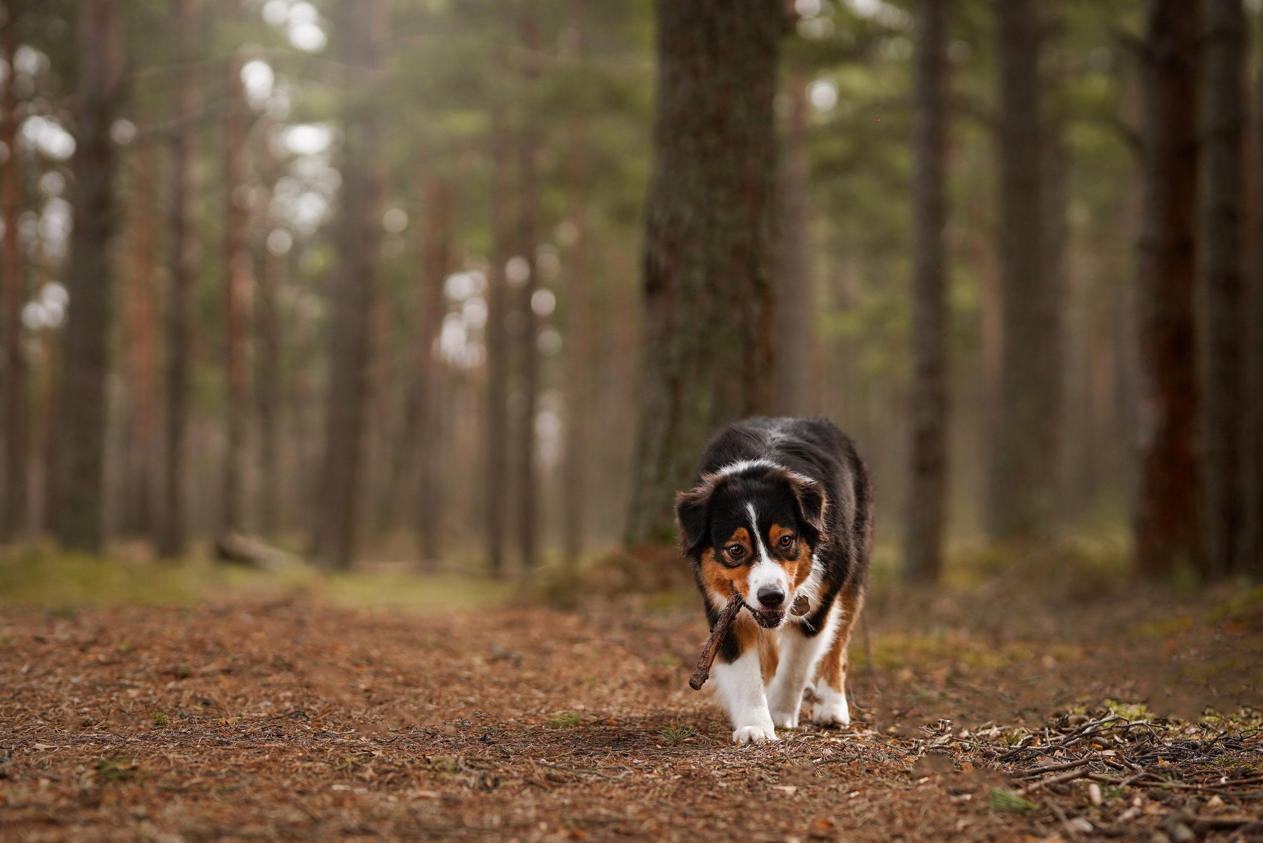Аусси на Ладоге. Фотограф-анималист в Санкт-Петербурге Яна Мартынова
