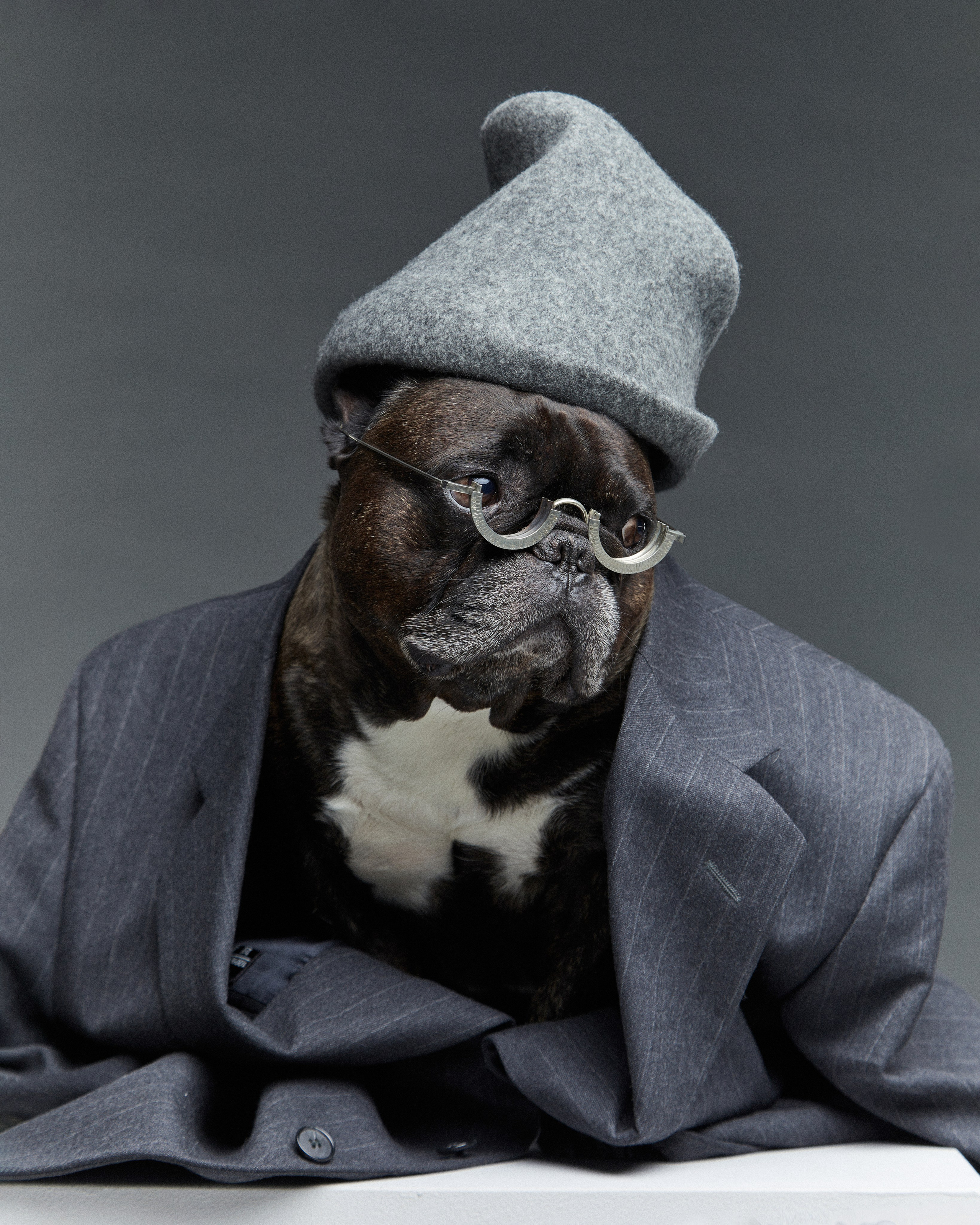 Pets Photography / Фотограф Собак