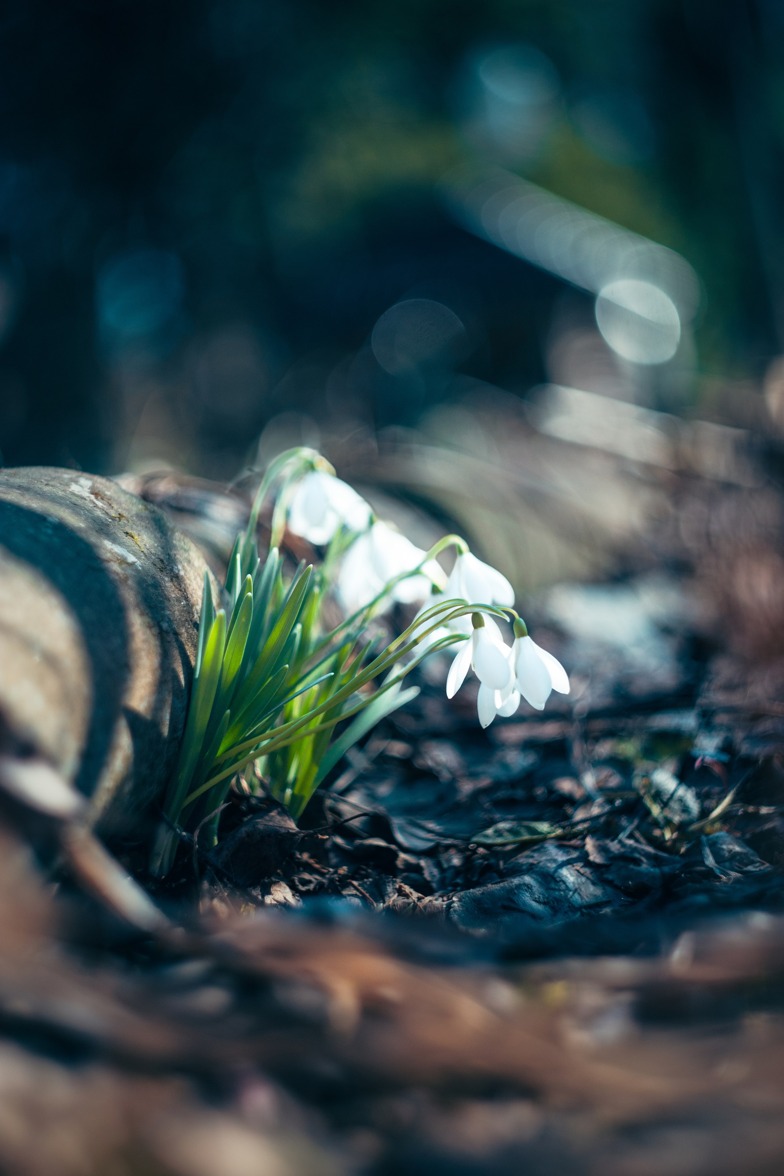 Подснежники. Dmitriy [KCCC] is a pretty cool photographer