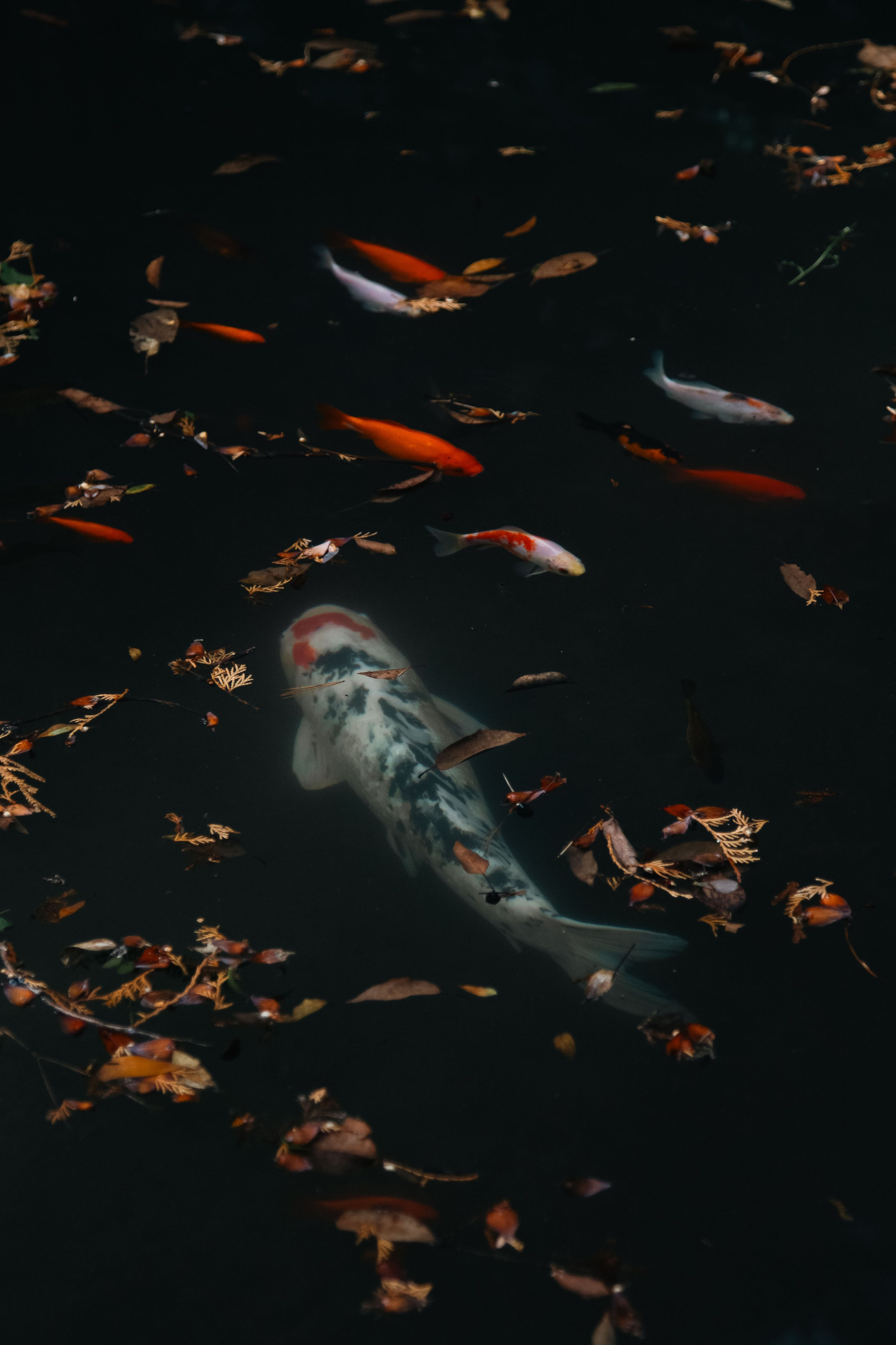 Batumi. Dmitriy [KCCC] is a pretty cool photographer