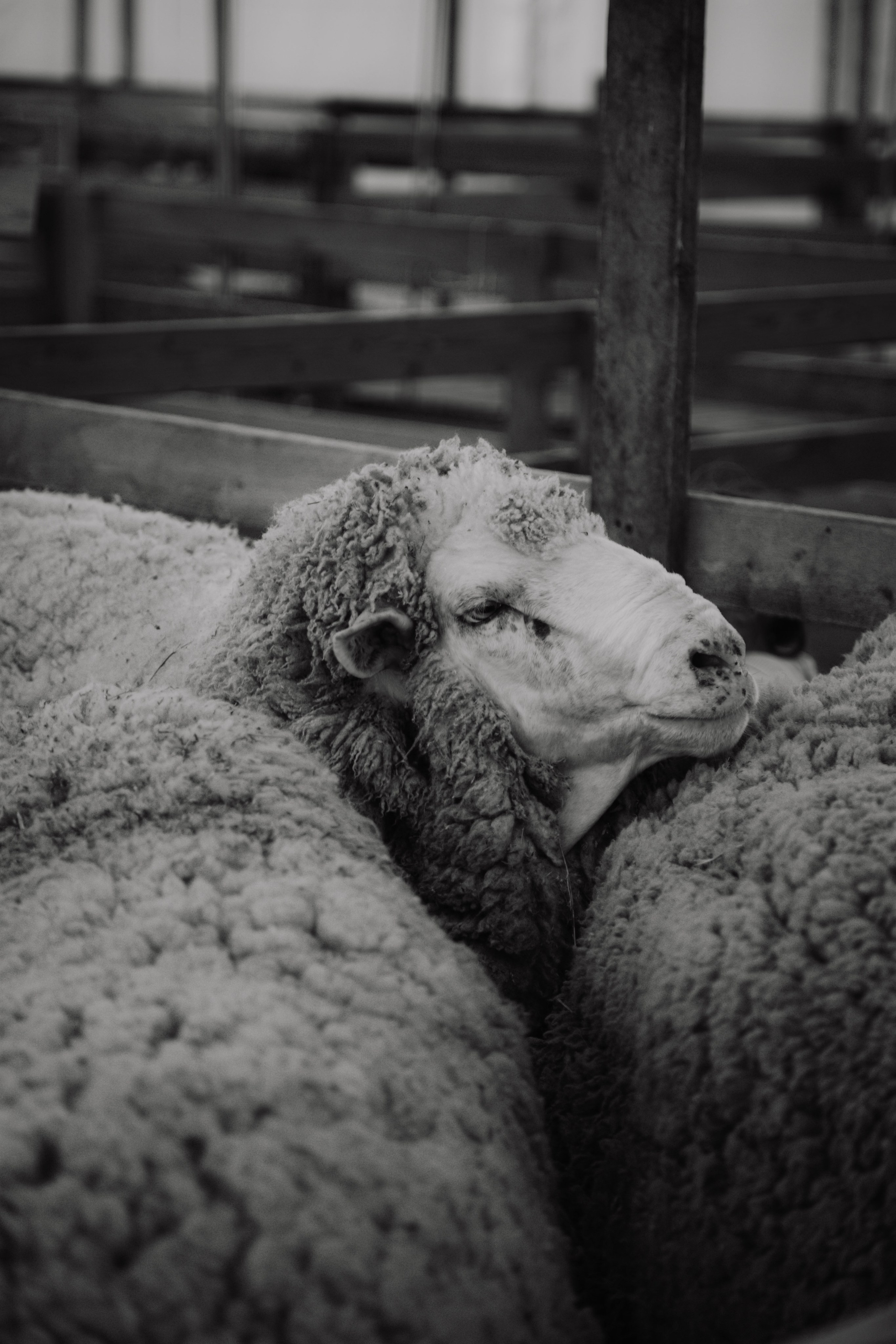 Овцы и овечки. Dmitriy [KCCC] is a pretty cool photographer