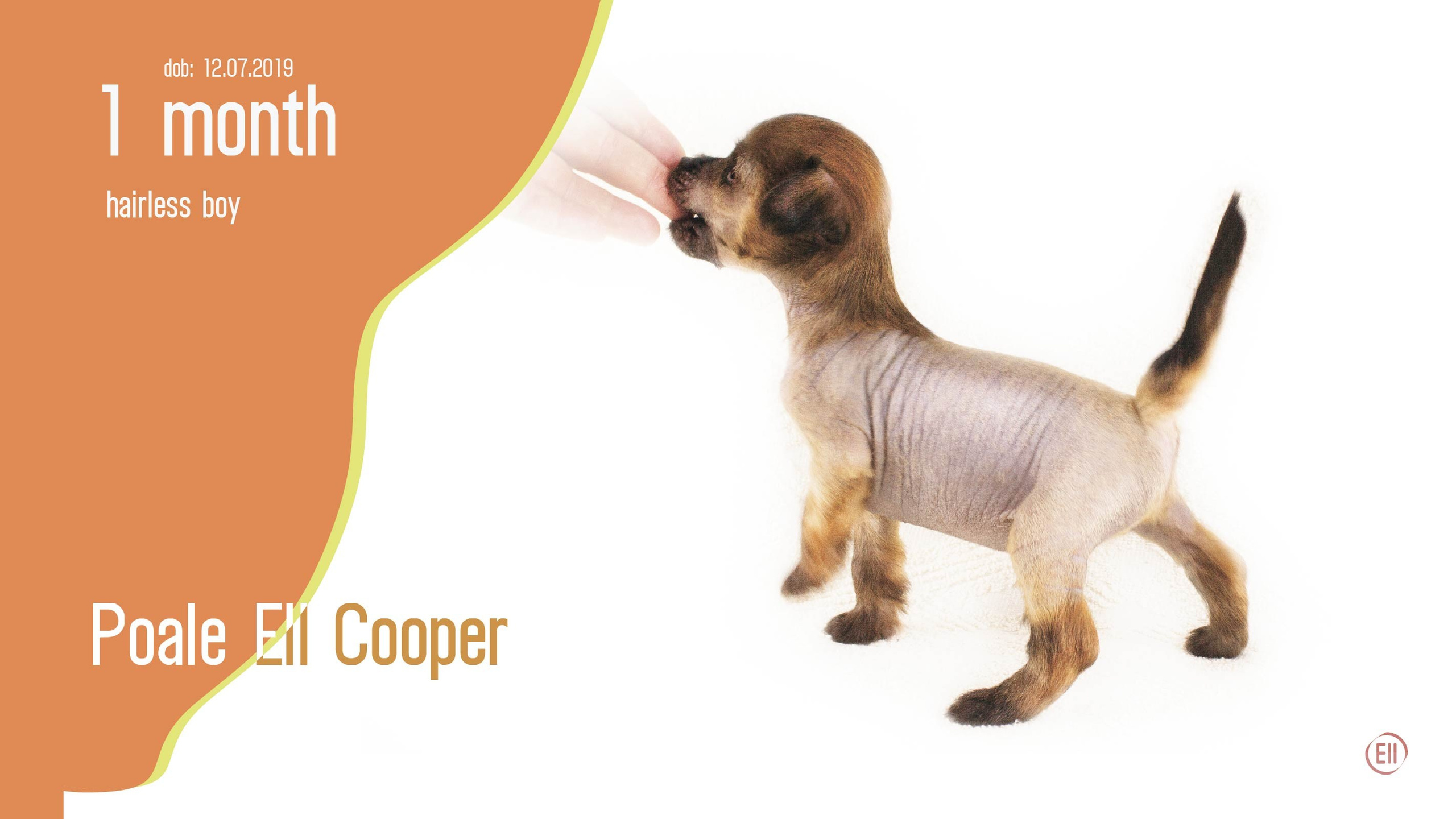 Litter C. Chinese Crested Dog Kennel Poale Ell