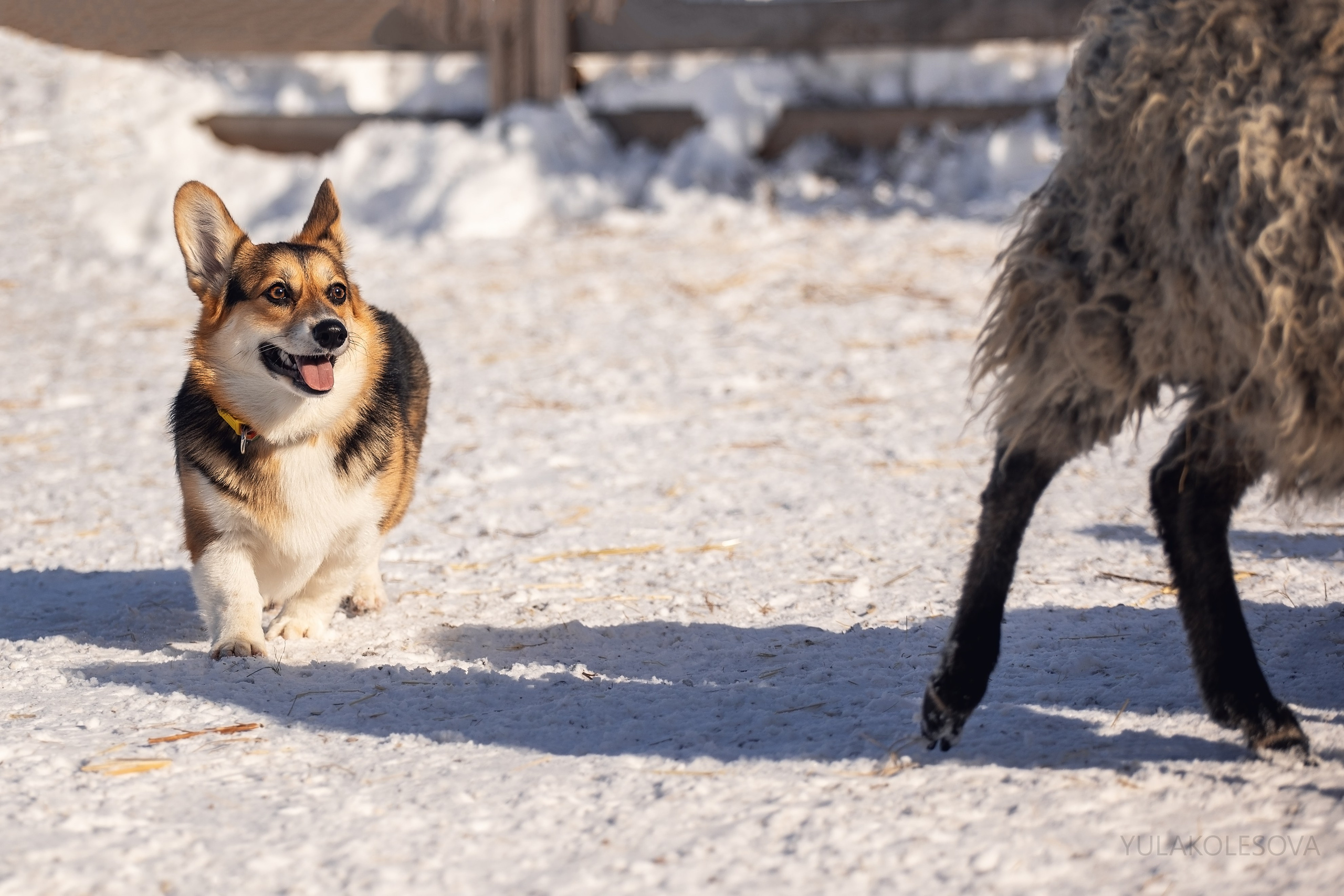 Коргитуса 2.03.2024. YULA KOLESOVA | Фотограф — Анималист | Художник | Тюмень