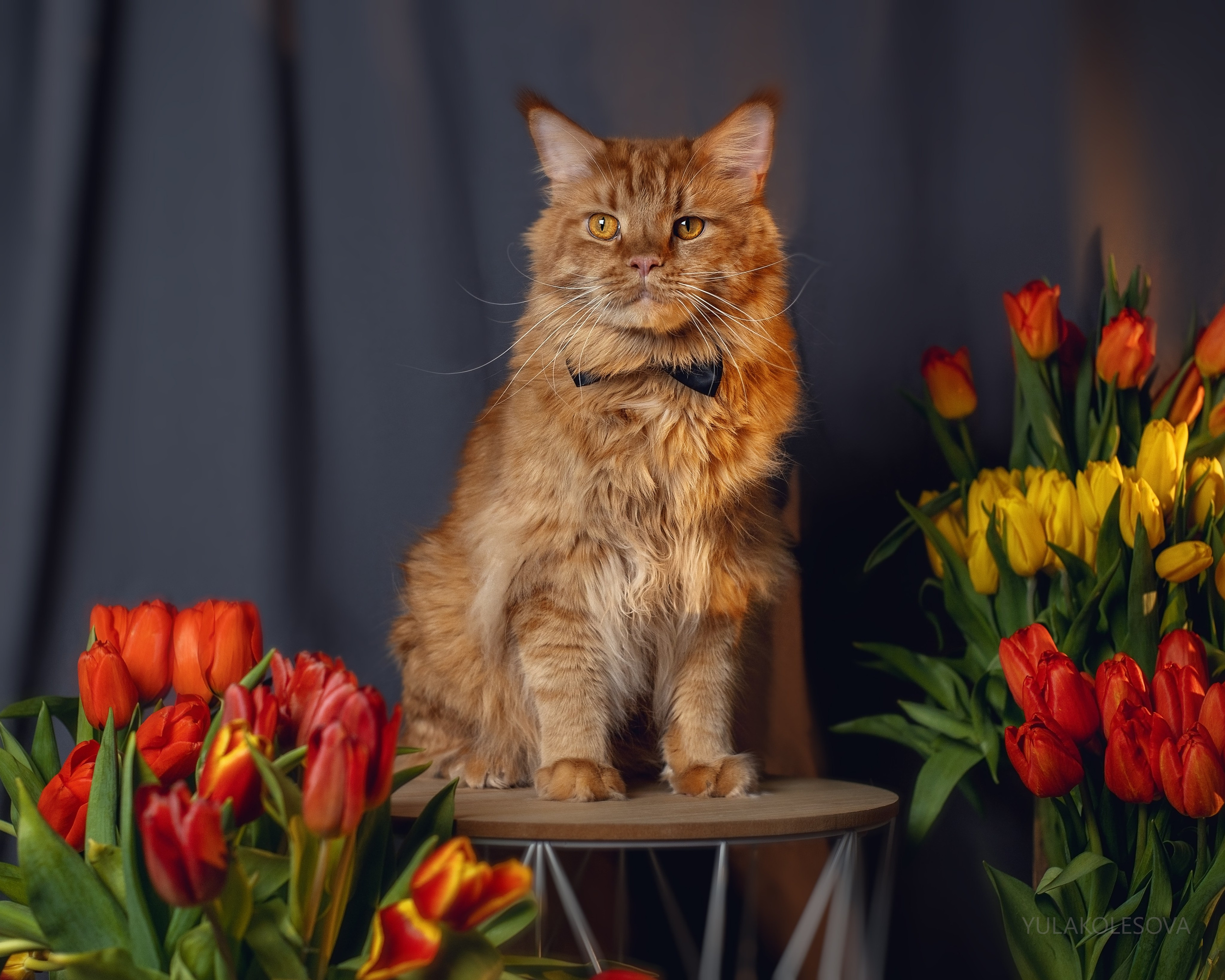 8 марта. YULA KOLESOVA | Фотограф — Анималист | Художник | Тюмень