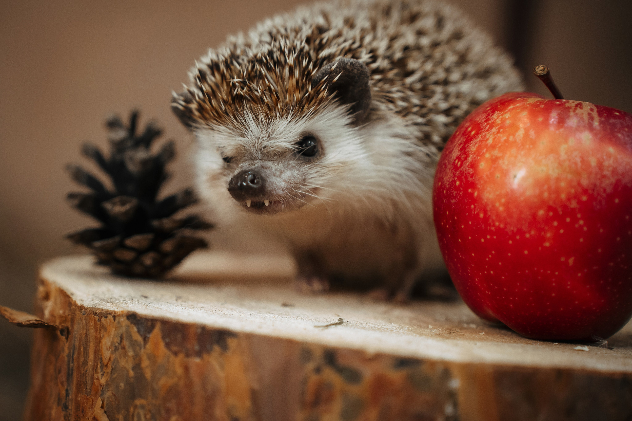 Ёжик. Фотограф Казакова Анастасия