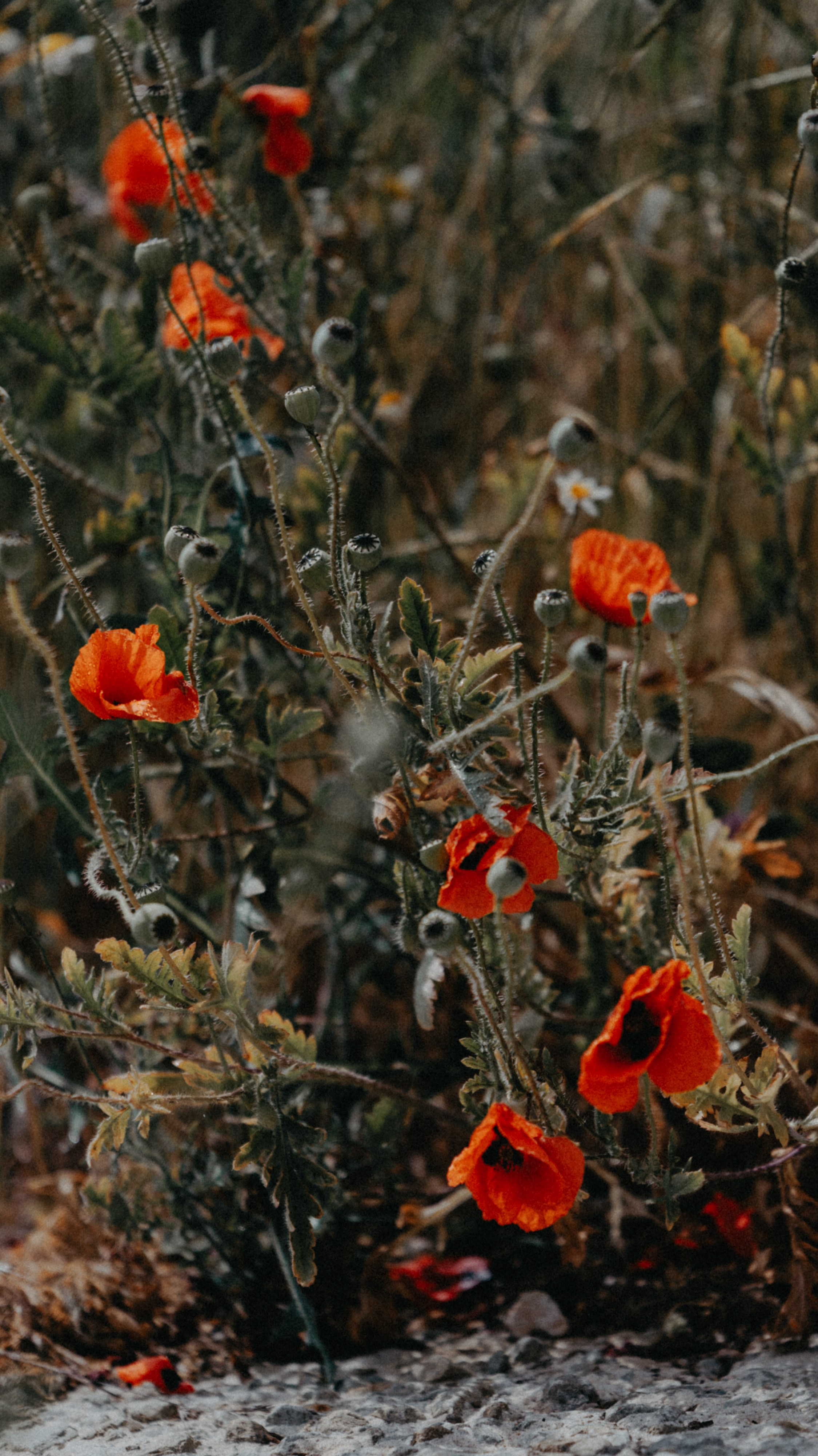 Заставки на телефон. Семейный фотограф в Белгороде