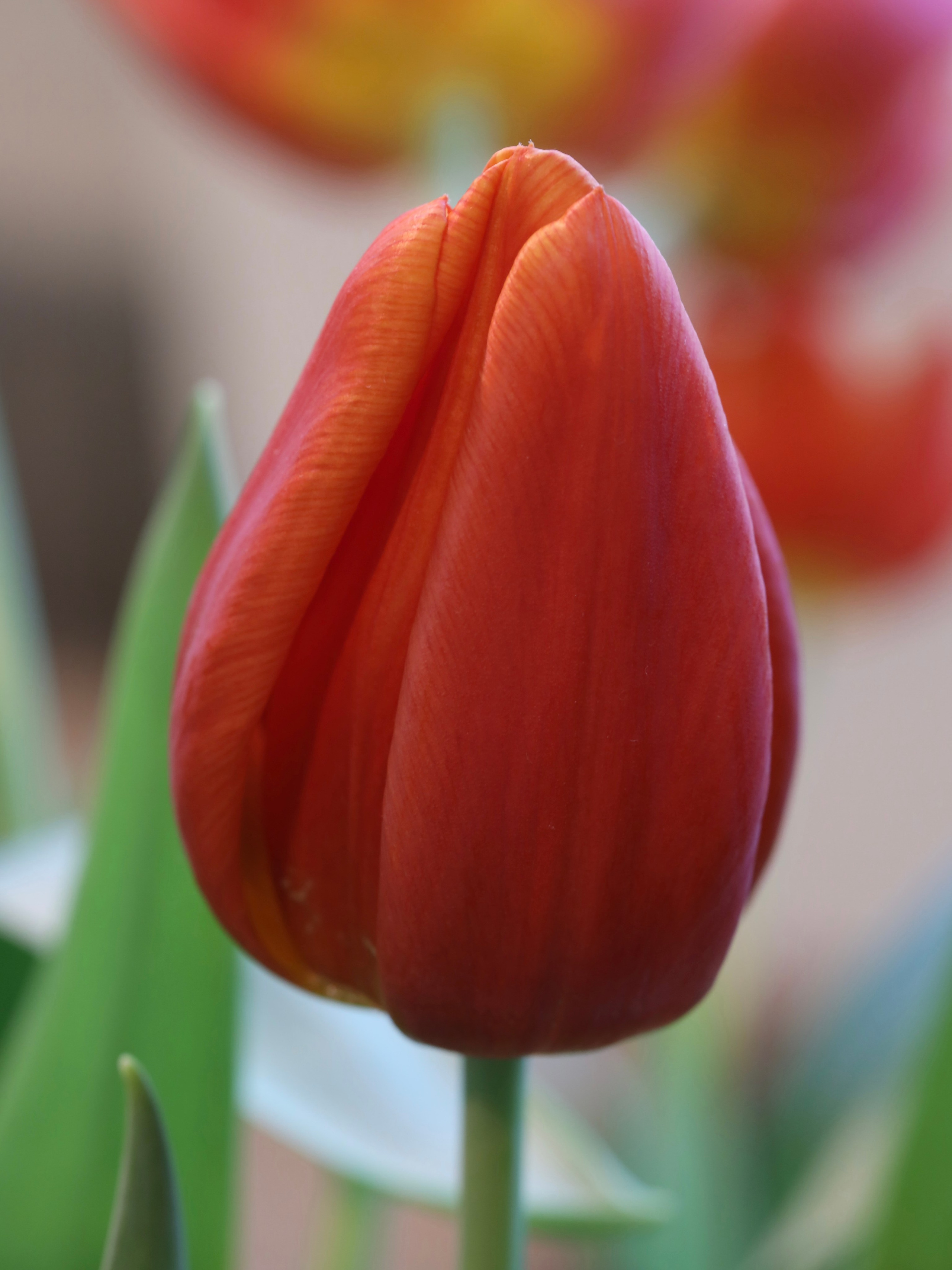 Весенние цветы. Фотосессии и репортаж — Фотограф в Москве — Рина Серёгина