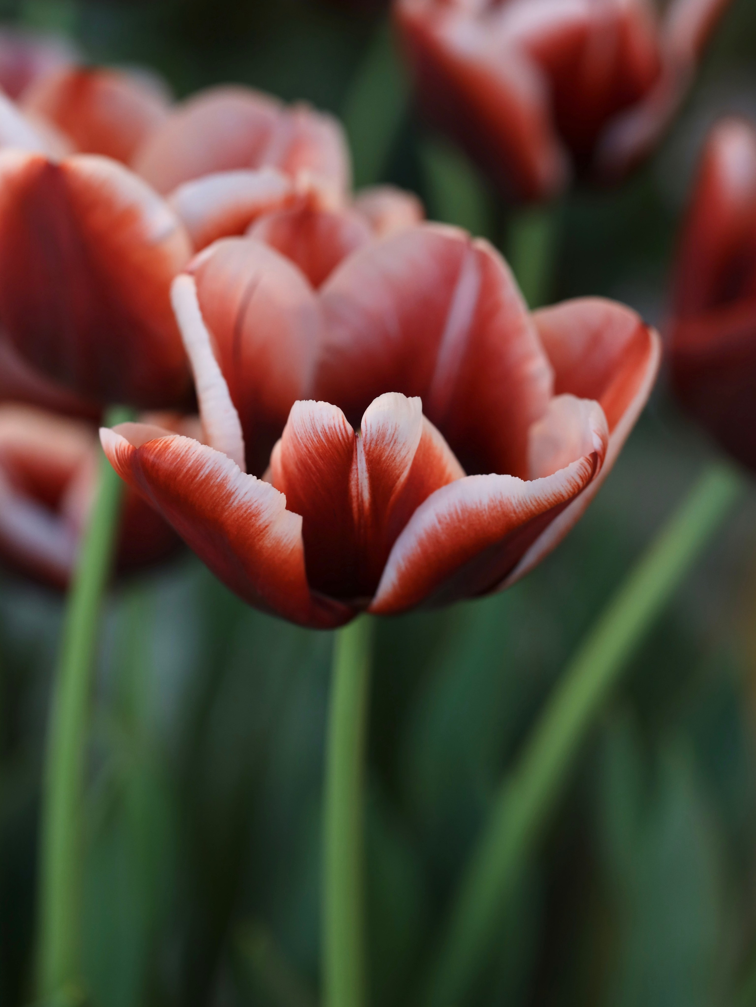 Весенние цветы. Фотосессии и репортаж — Фотограф в Москве — Рина Серёгина