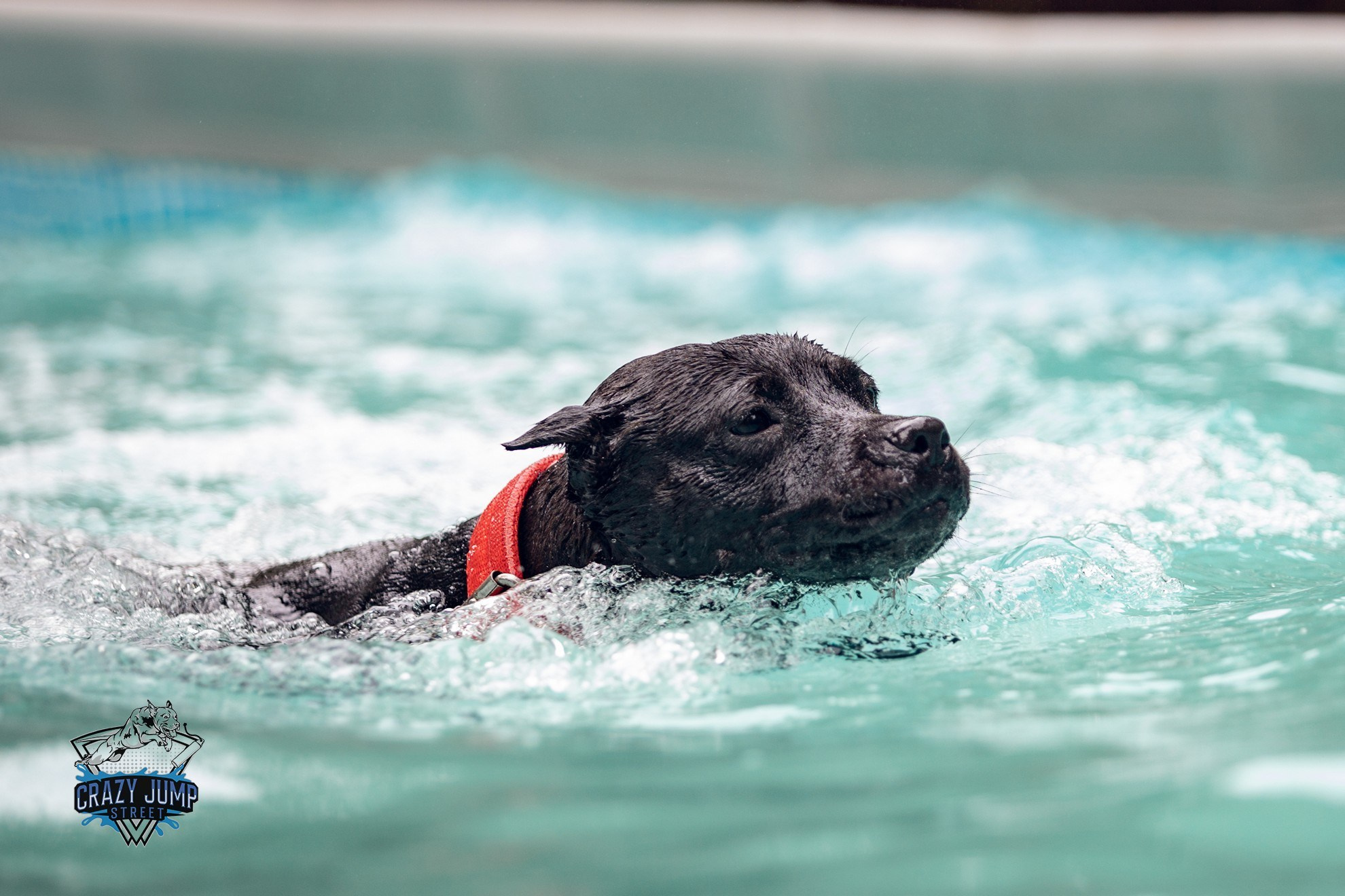 Собаки, спорт, Док дайвинг. Свадебный и репортажный фотограф в Москве и Московской области
