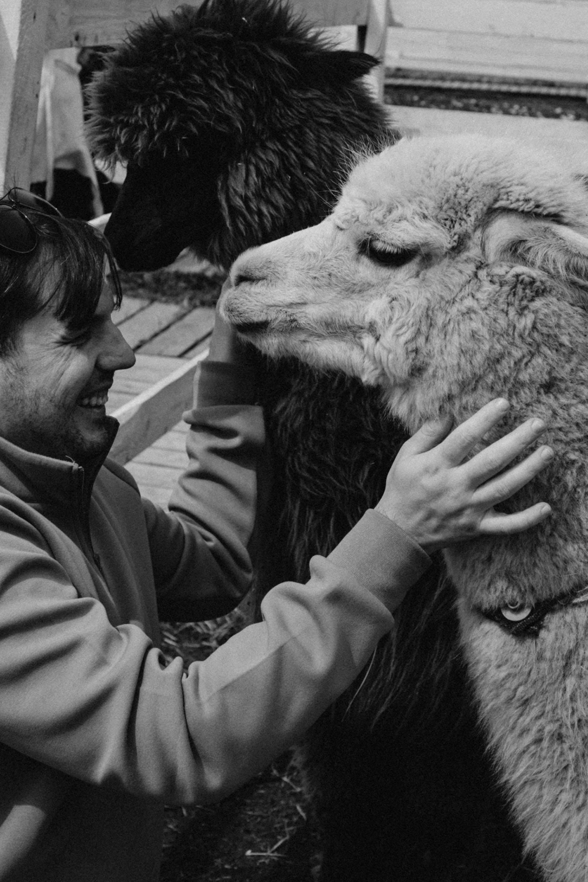 Ферма Альпак. Профессиональный фотограф, Санкт-Петербург — Виктория Богомолова