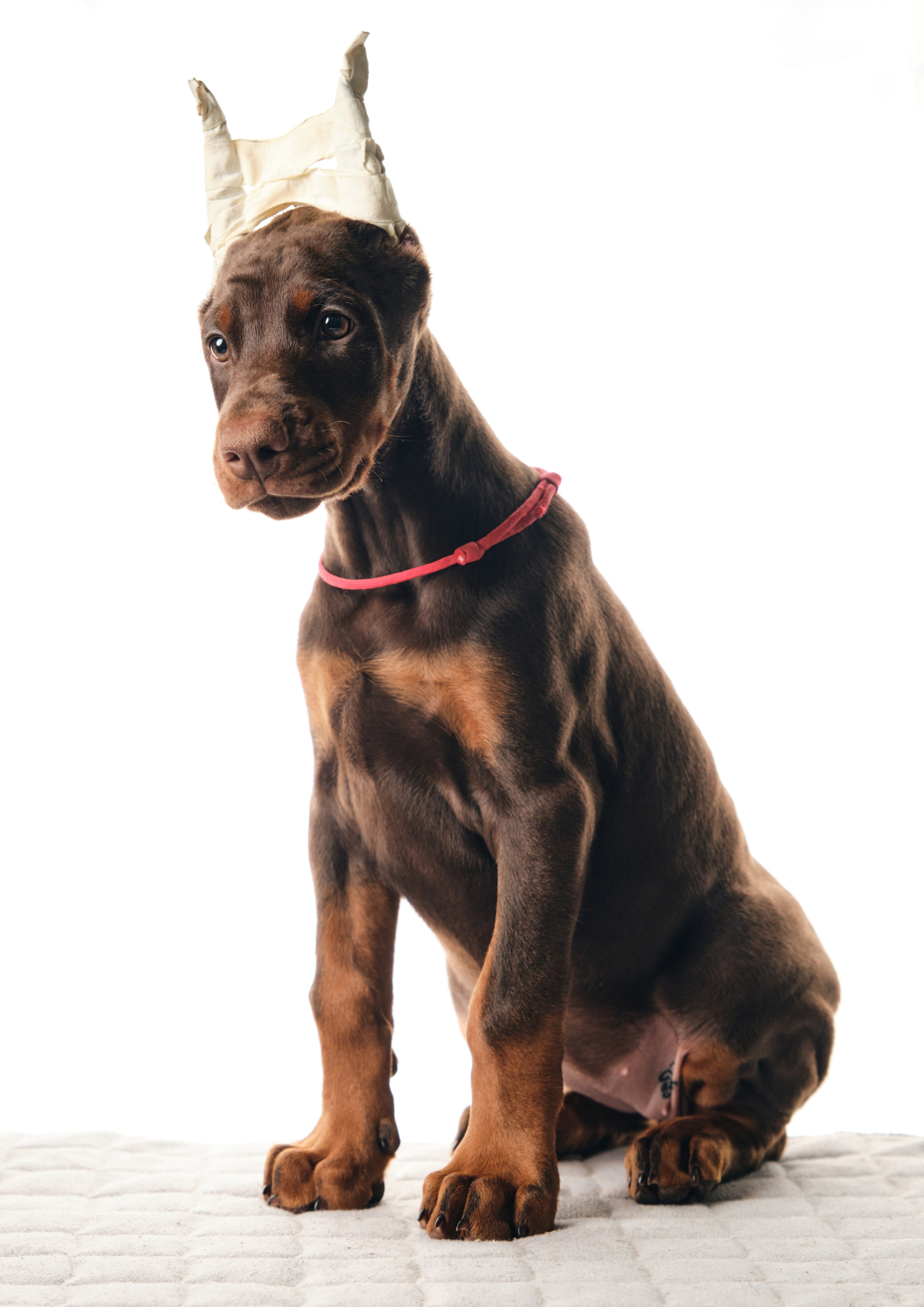 Фотограф животных в Москве и московской области. Профессиональный фотограф в Москве — Максим Дьяконов