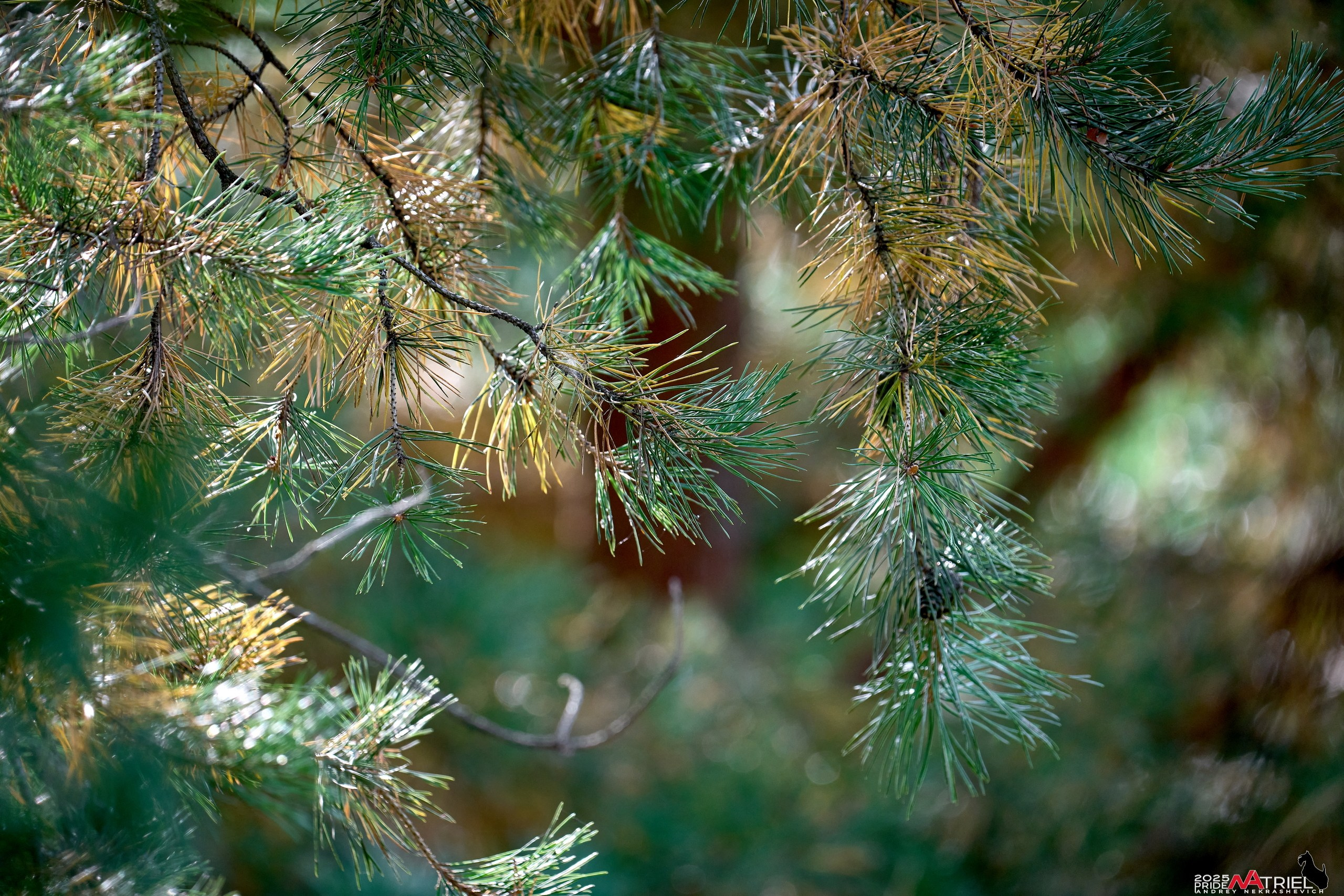 Съемка с объективом Sony 200-600 на камеру Sony A1m2