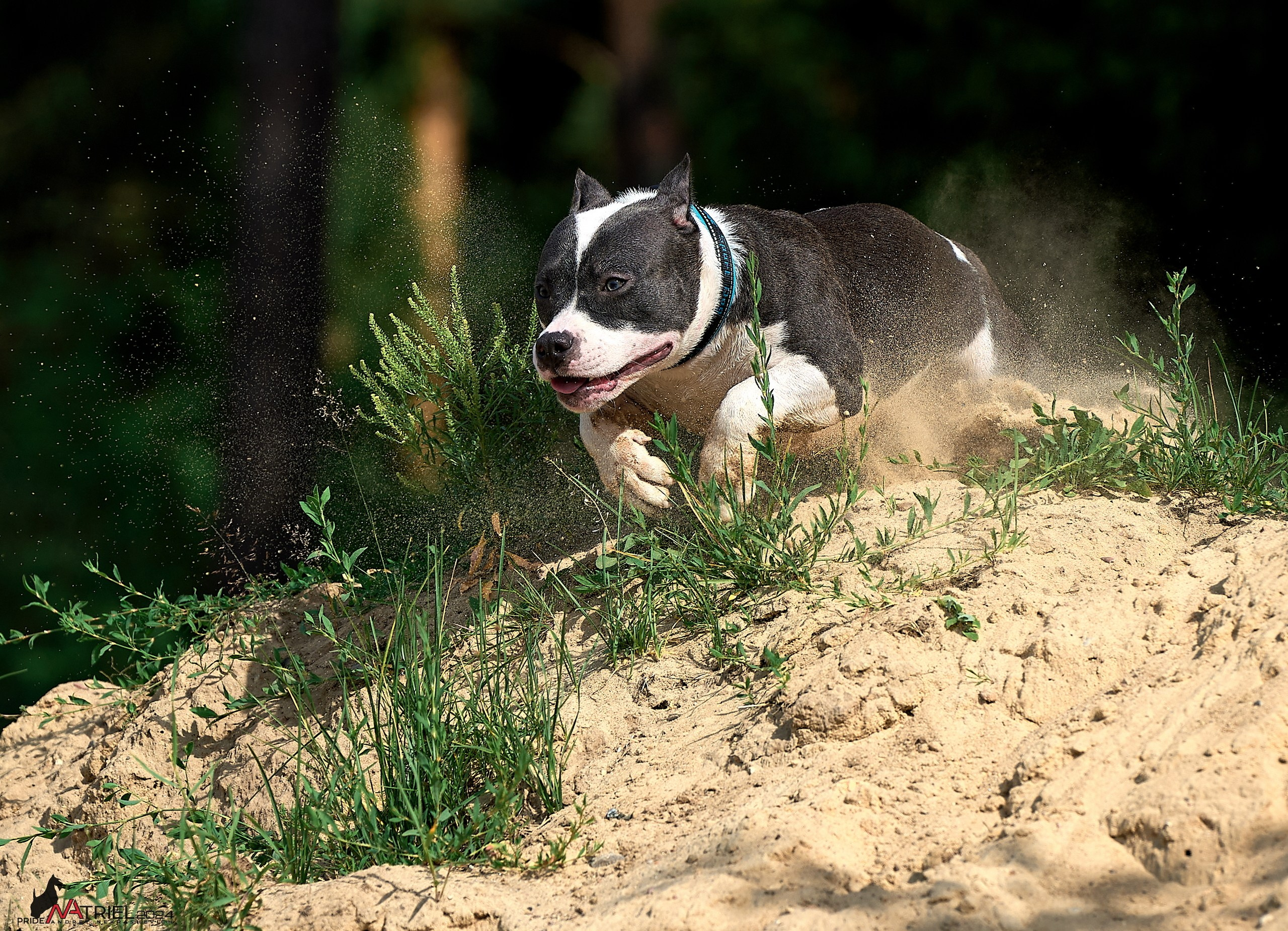 Фотопрогулка с булли