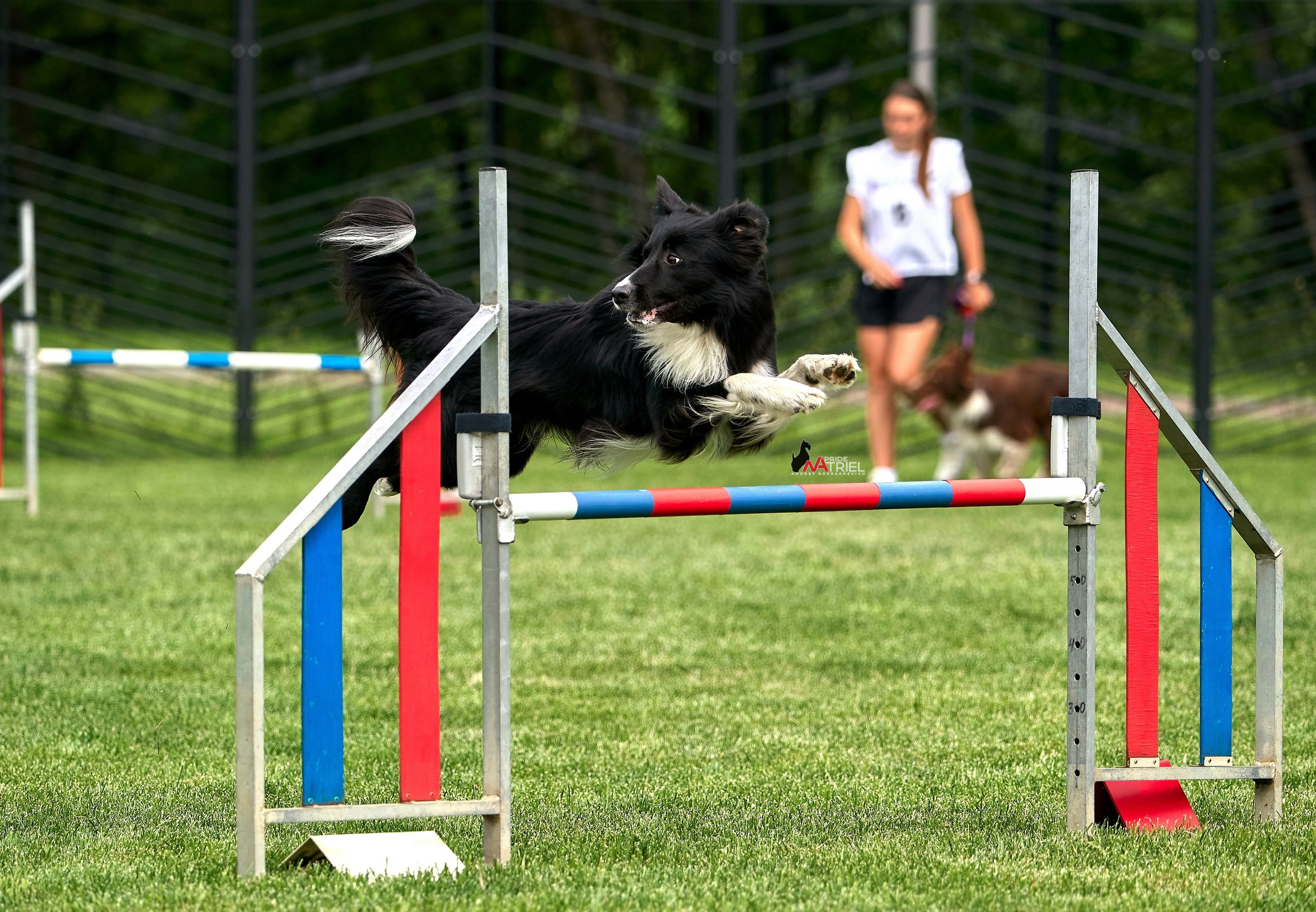 Аджилити — галерея NATRIEL