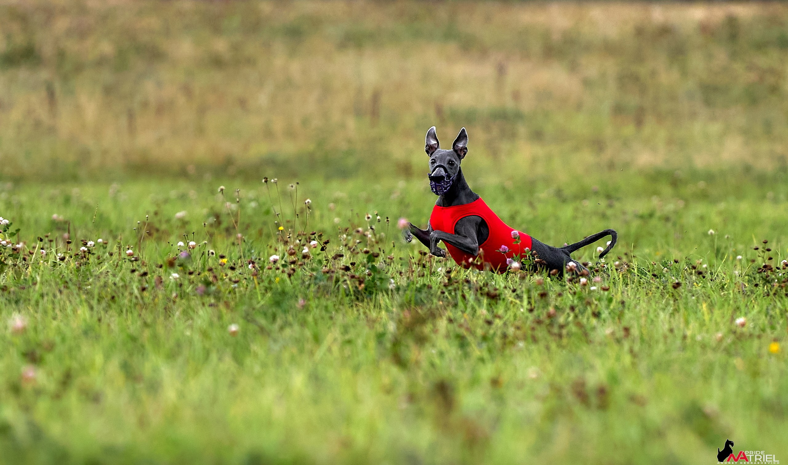 Съемка курсинг — галерея NATRIEL
