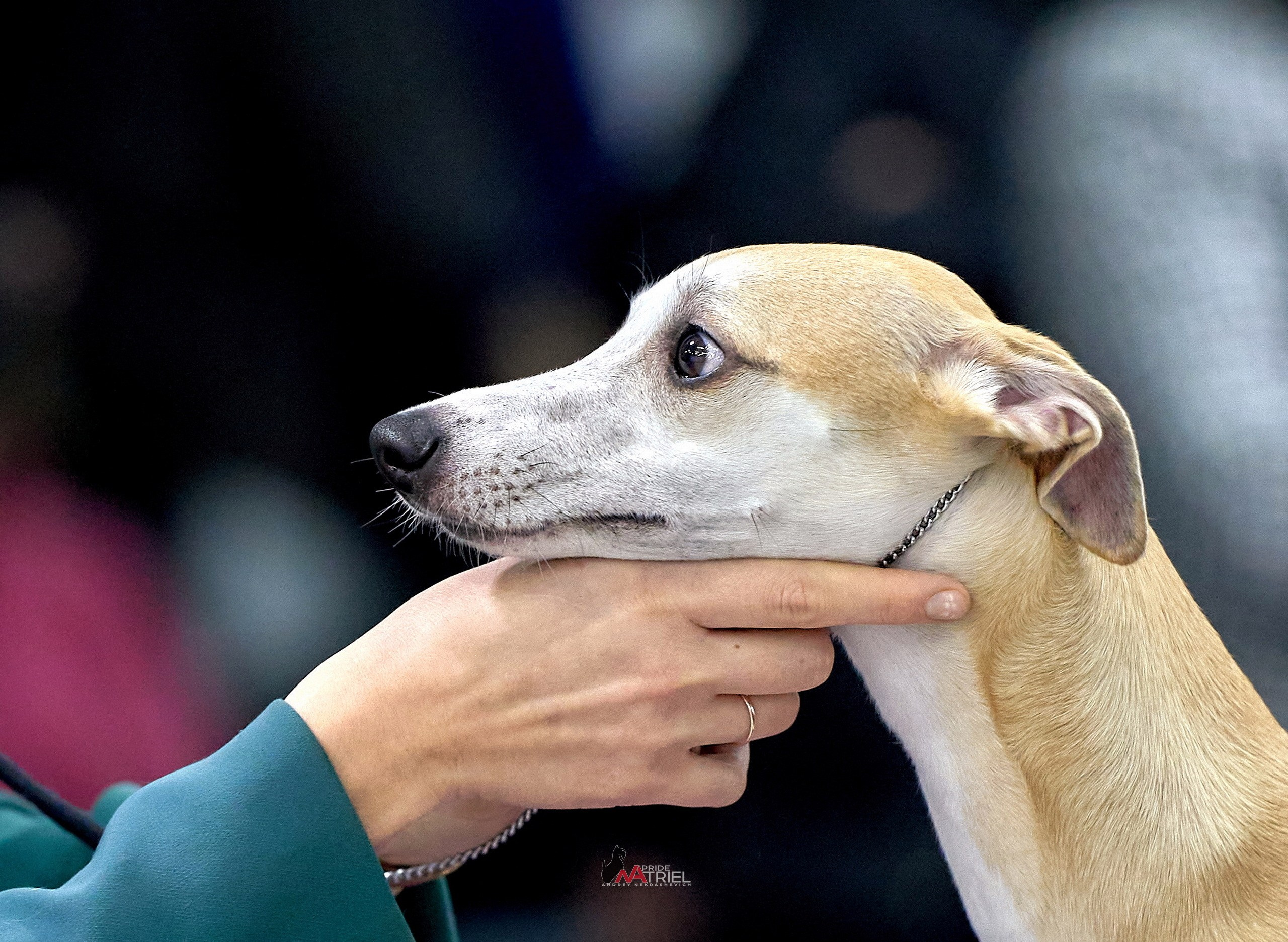 Работа в рингах — галерея NATRIEL