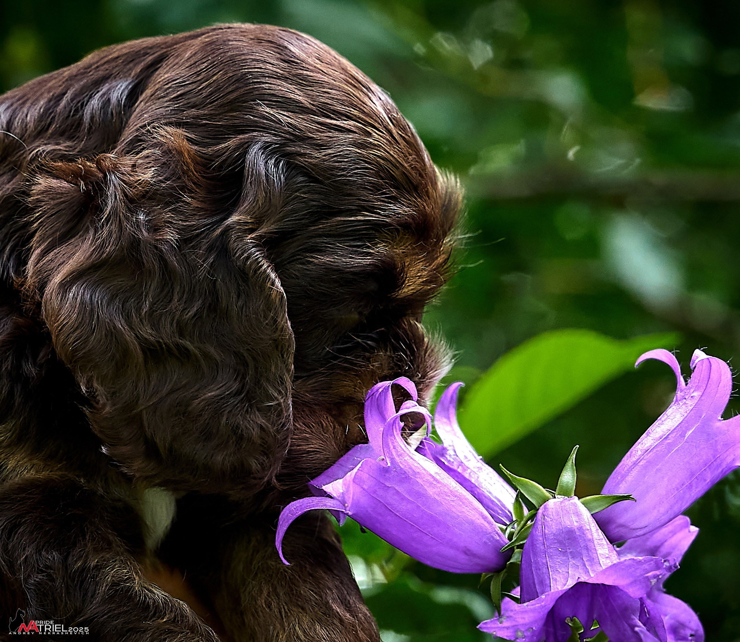 Щенки АмКокеров