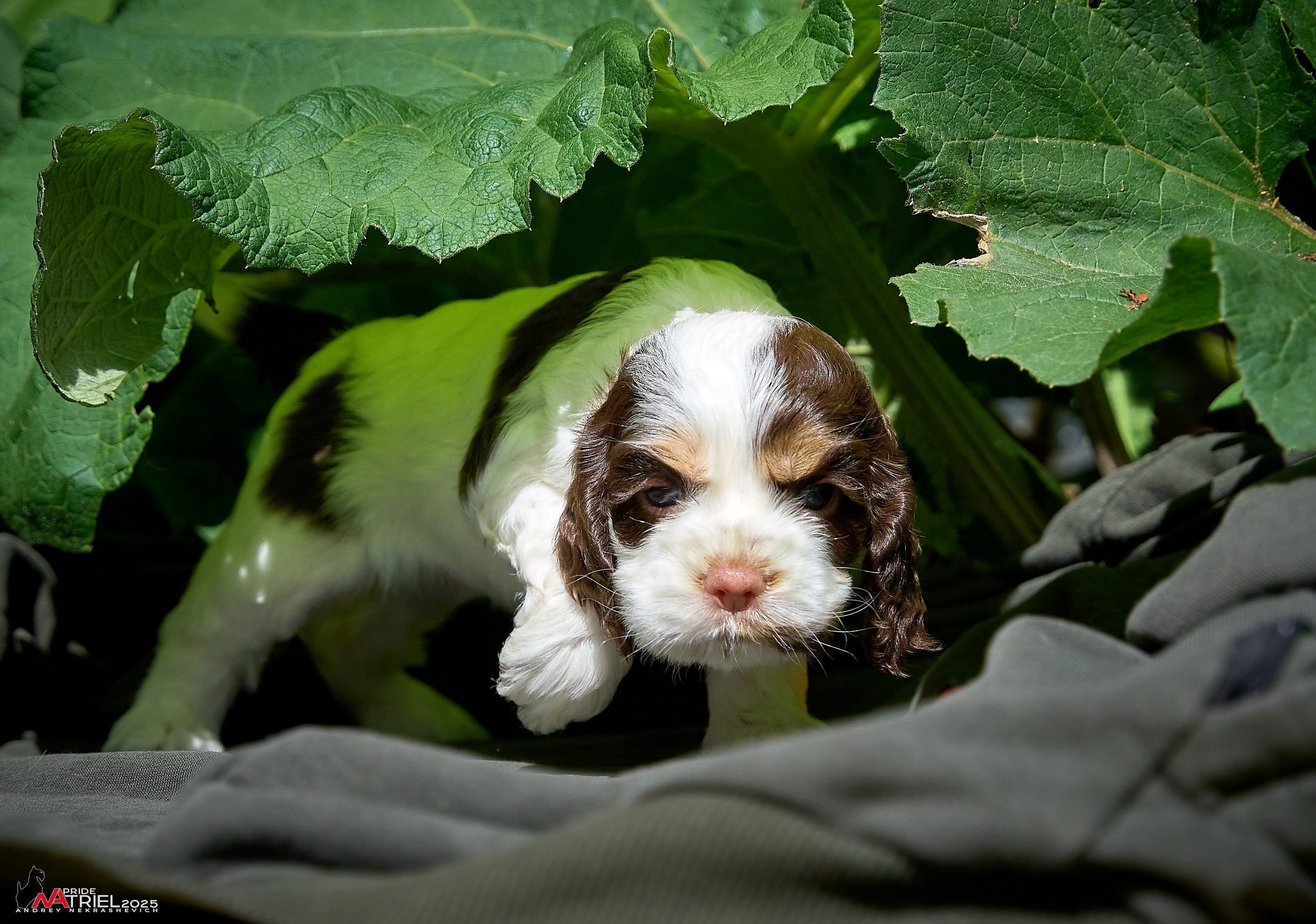 Щенки АмКокеров