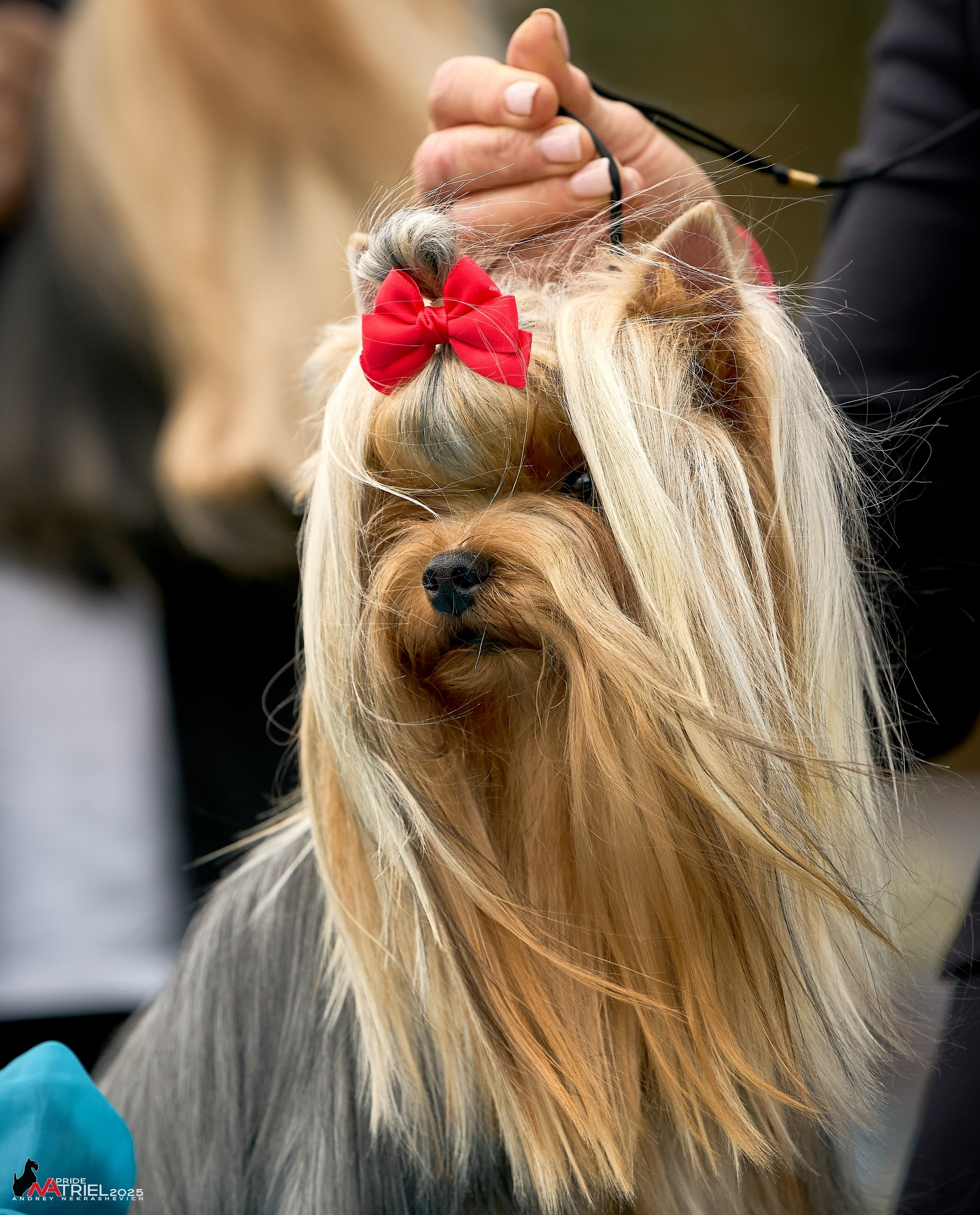 Выставка собак Суздаль-Владимир