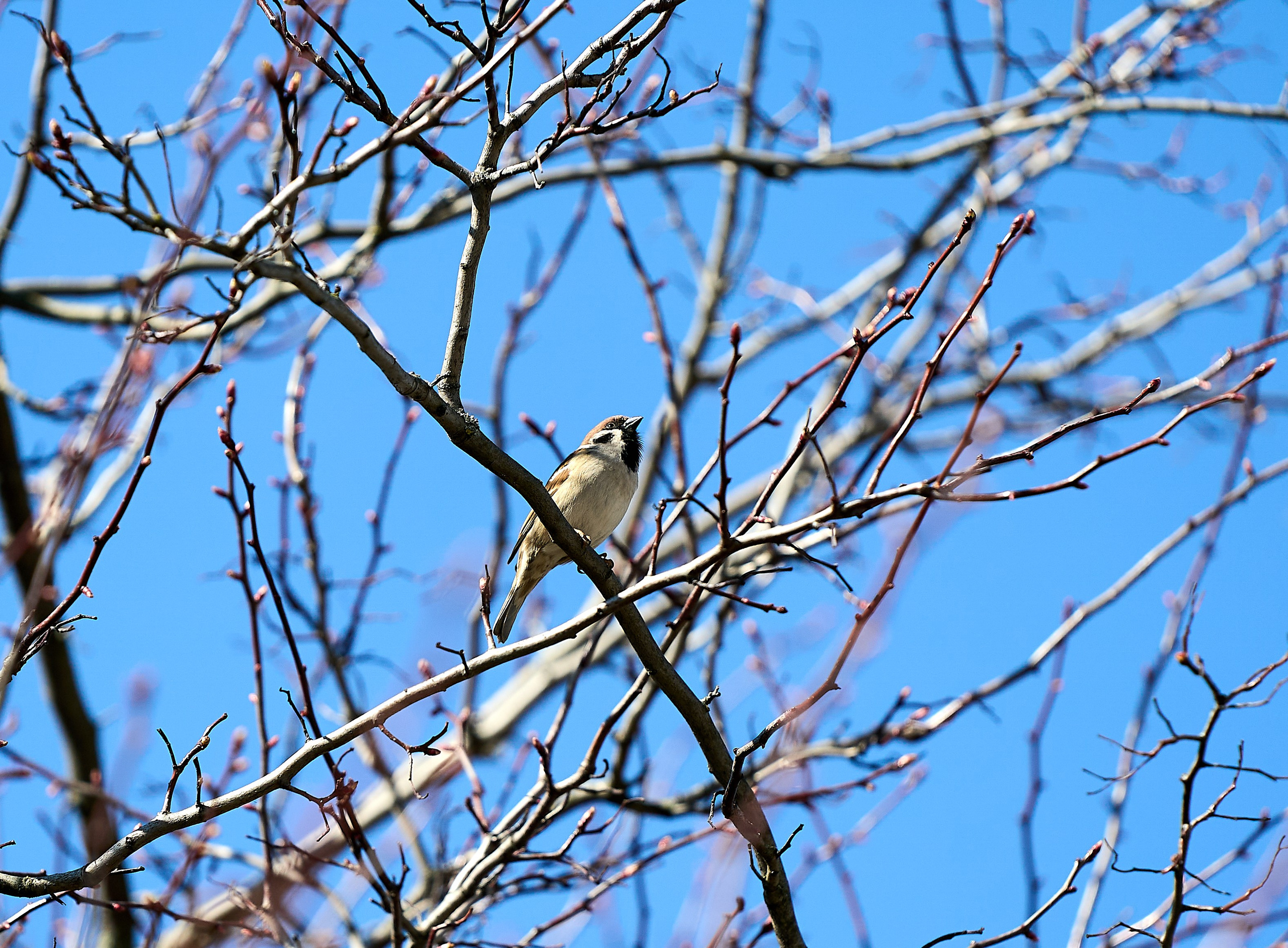 Природа в апреле