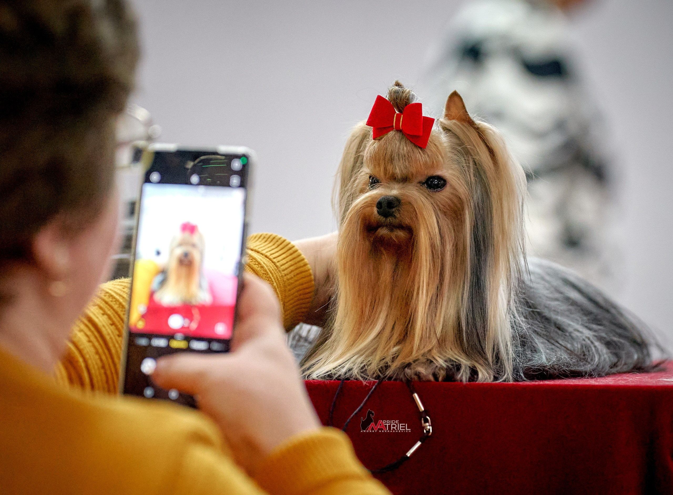 Картинки с выставки — галерея NATRIEL