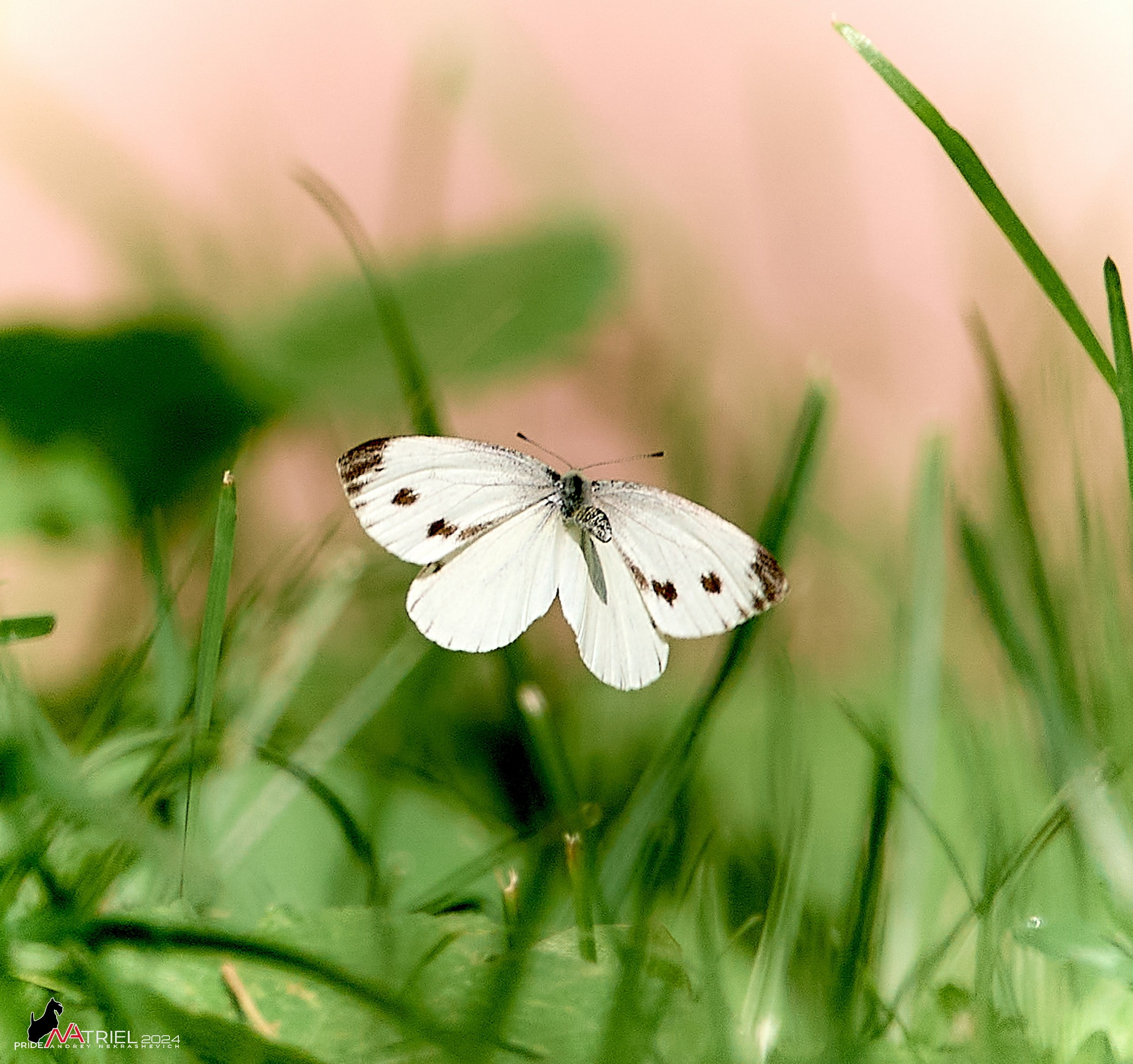 Съемка природы, макро