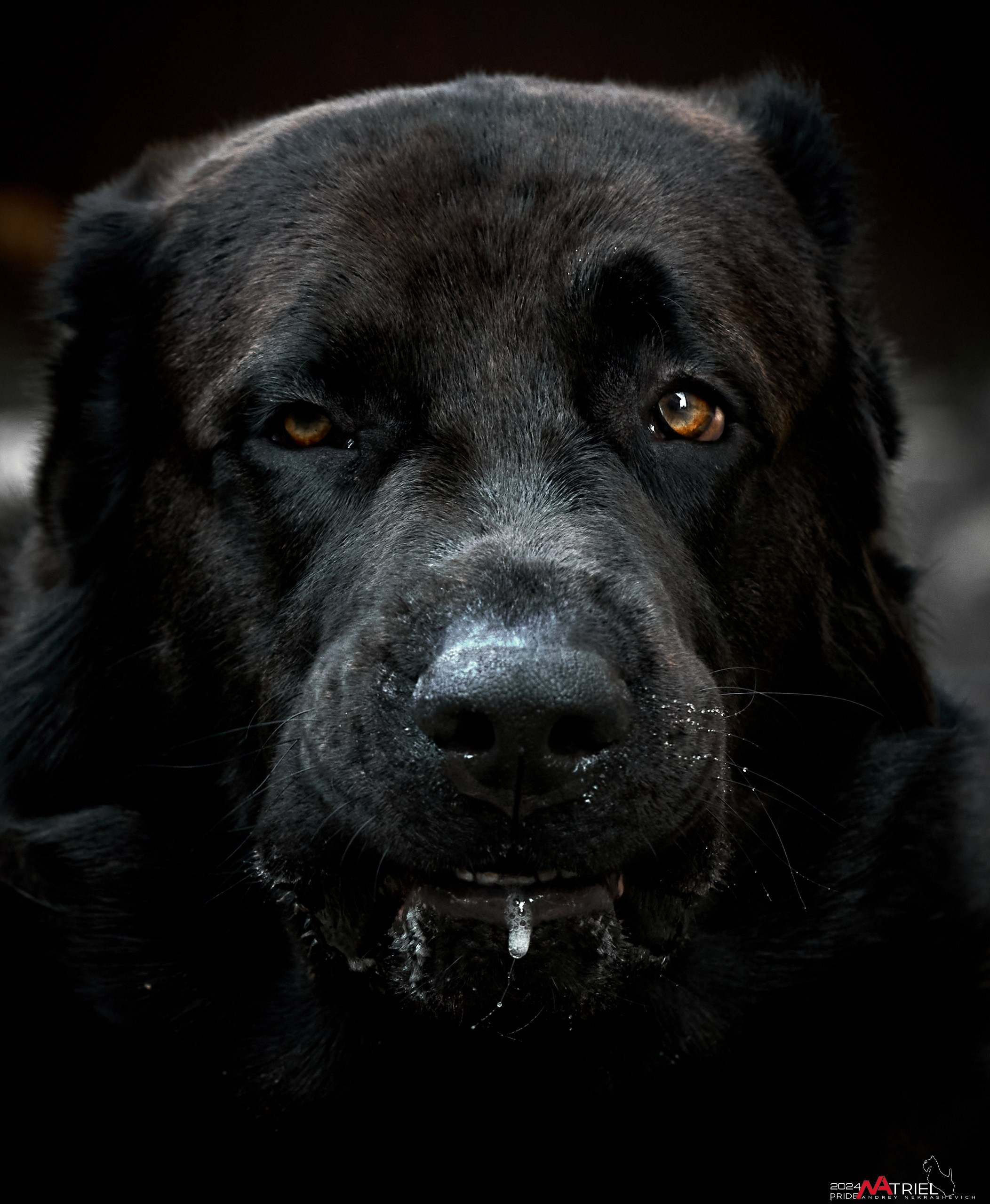 Съемка собак с выездом к Вам в дом