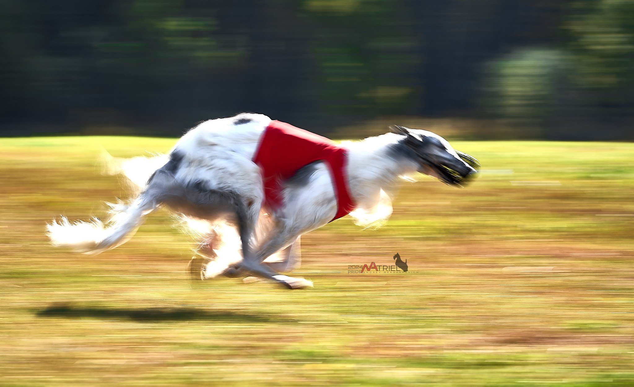 Курсинг в Иволге