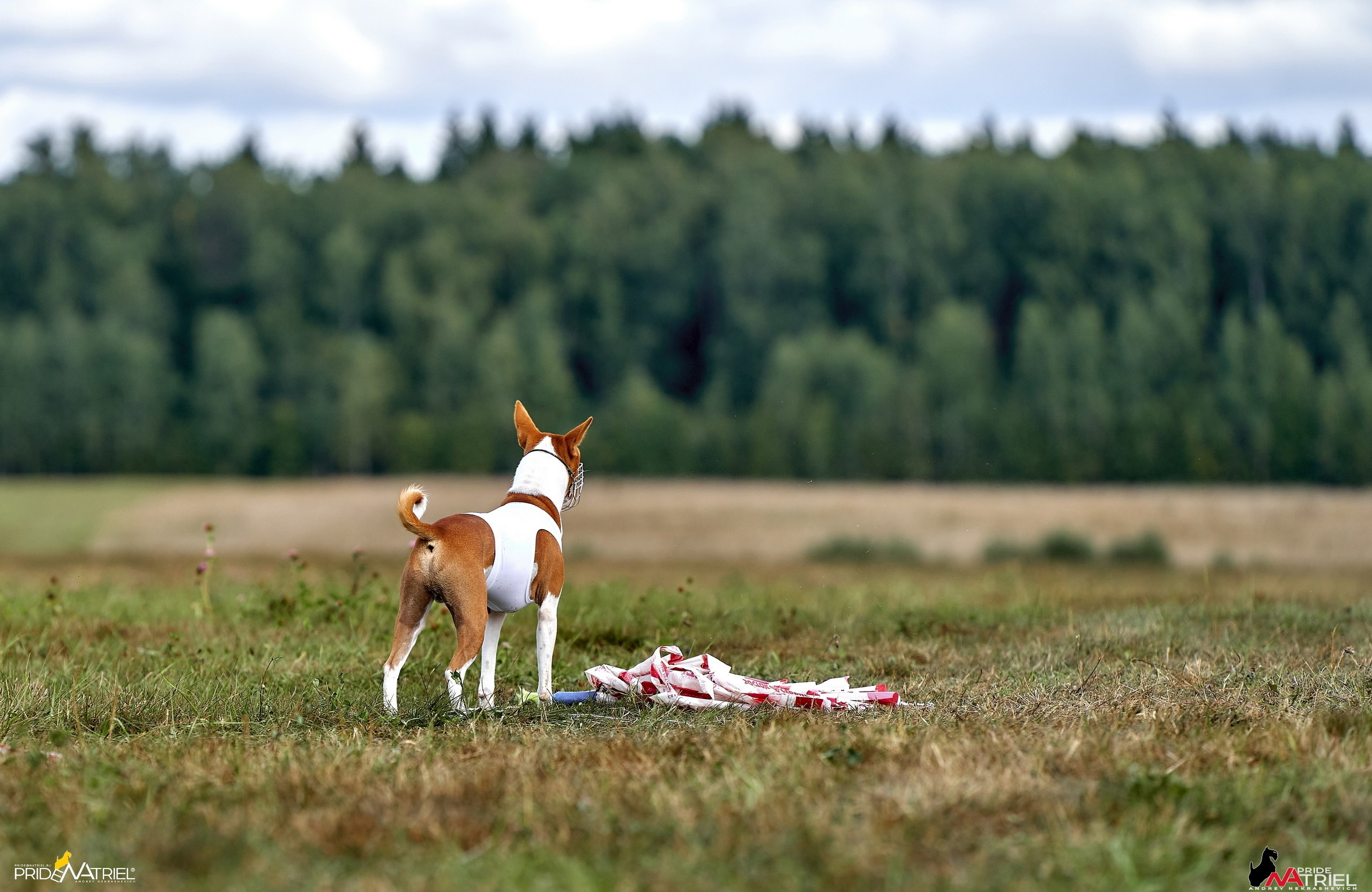 Съемка курсинг — галерея NATRIEL