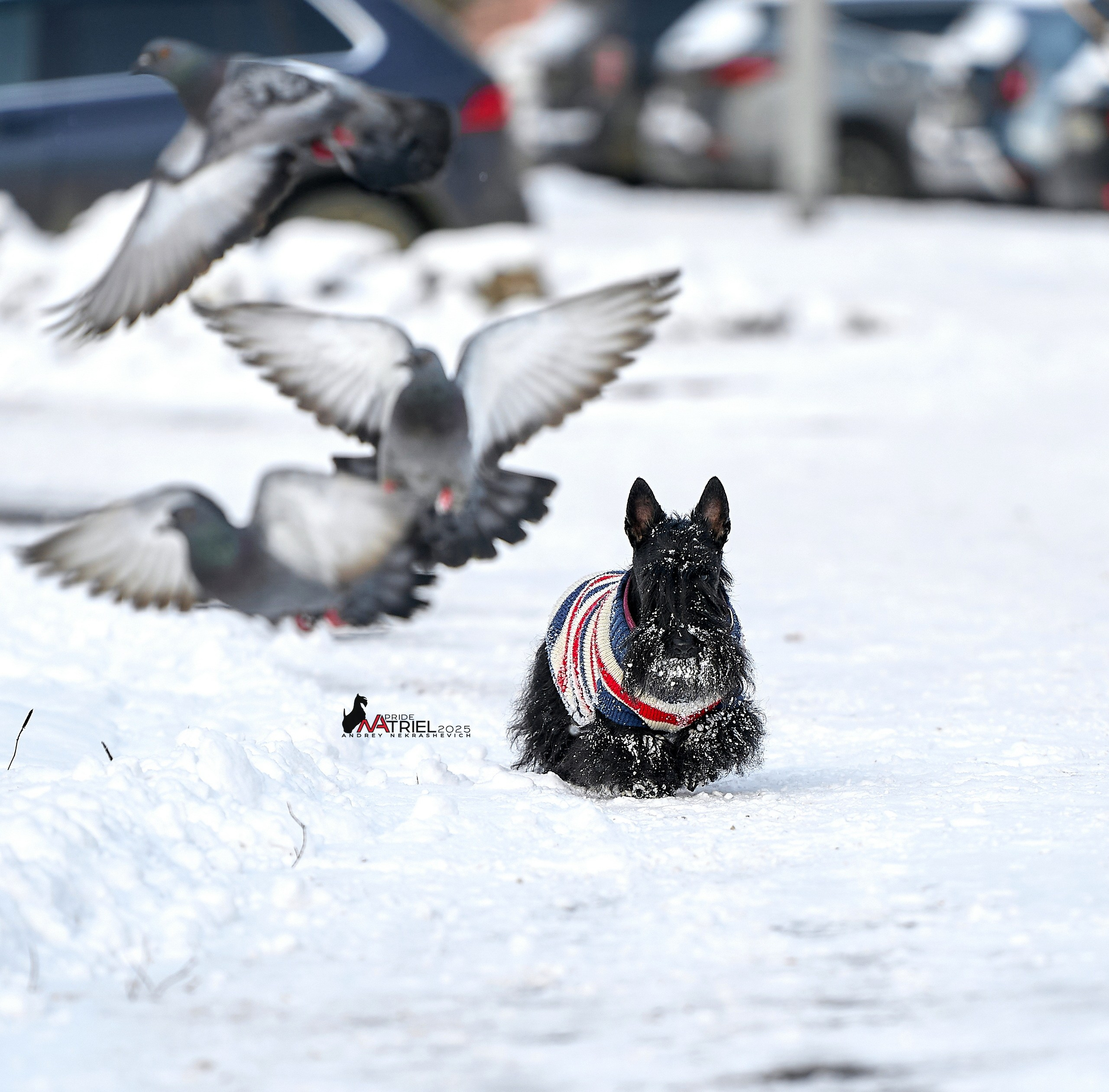 Фотопрогулка с моими собаками на снегу