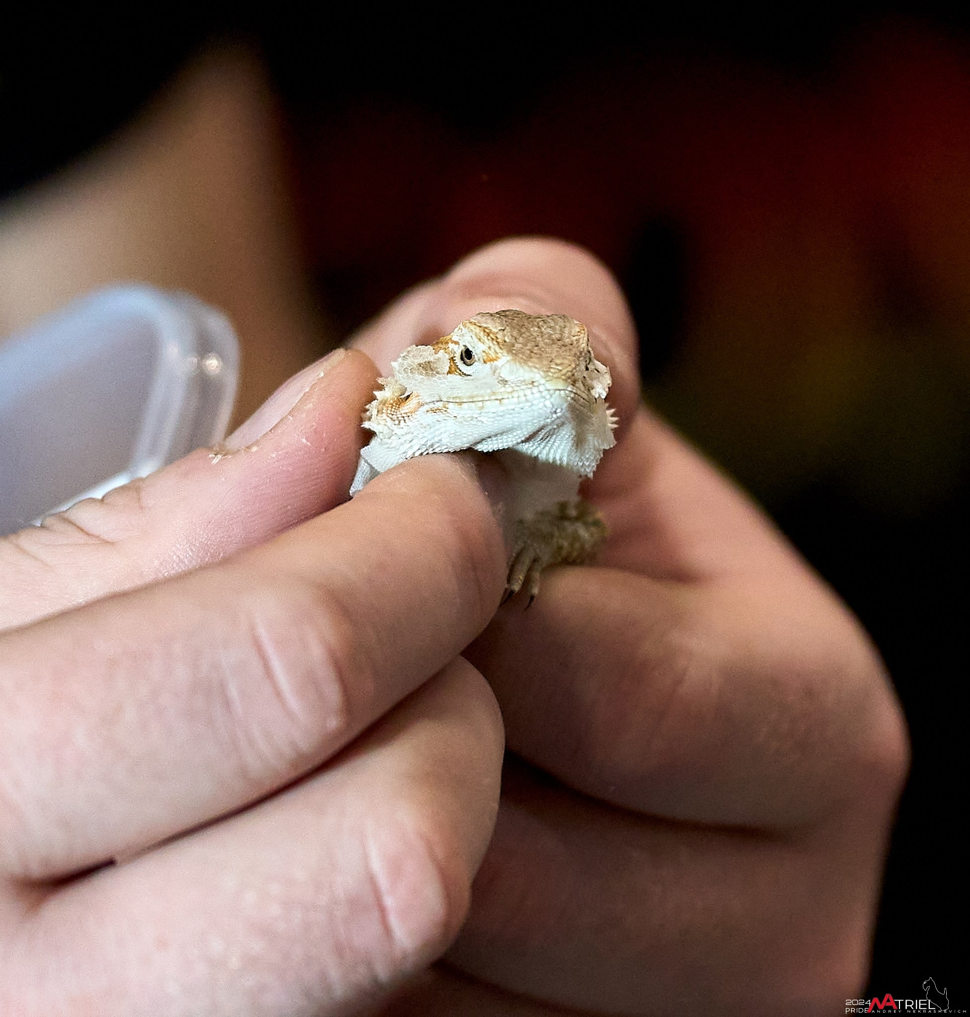 Репортаж с выставки РЕПТИЛИУМ-2024