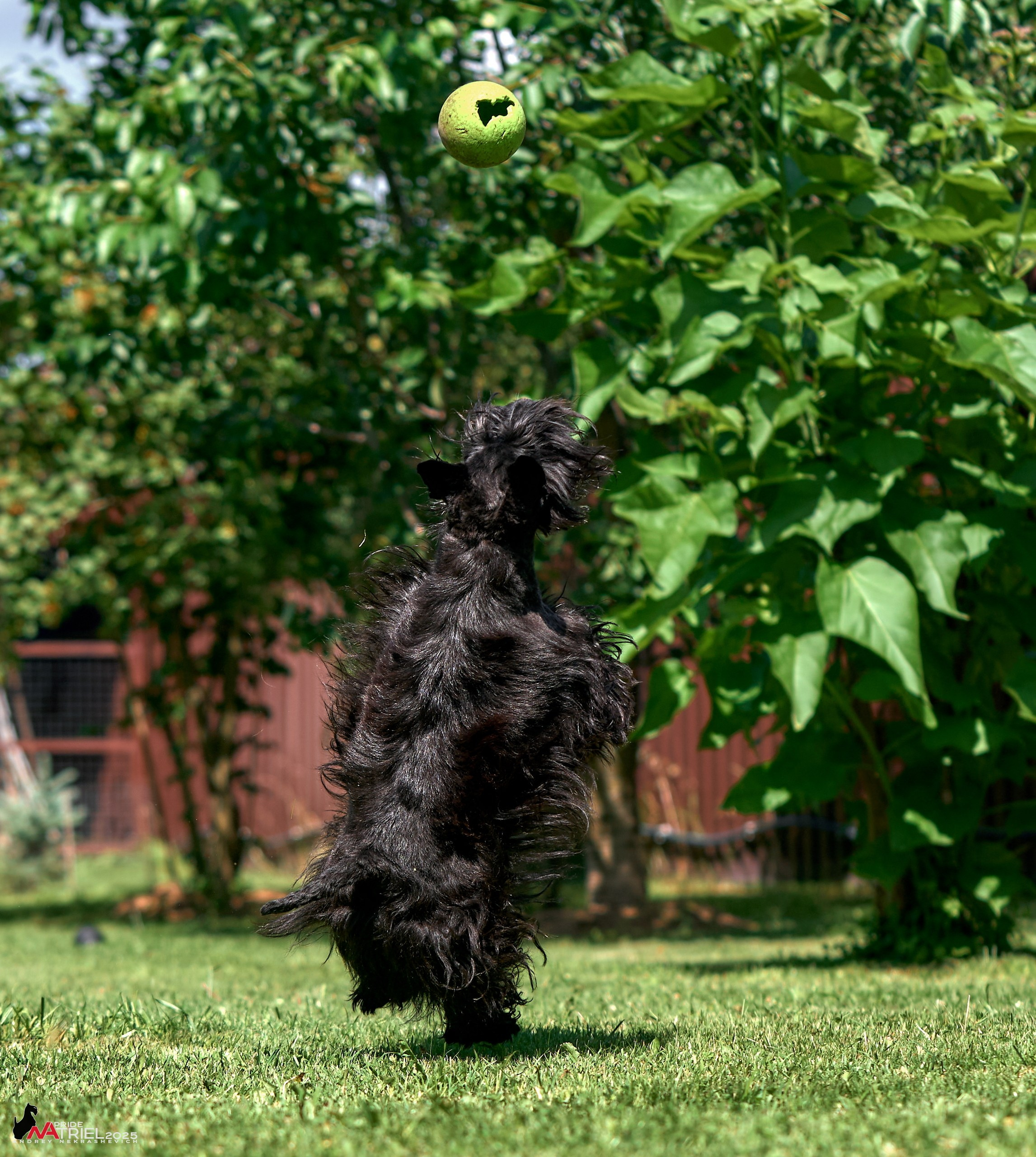 Алабаи и скотч-терьеры в питомнике у Ольги