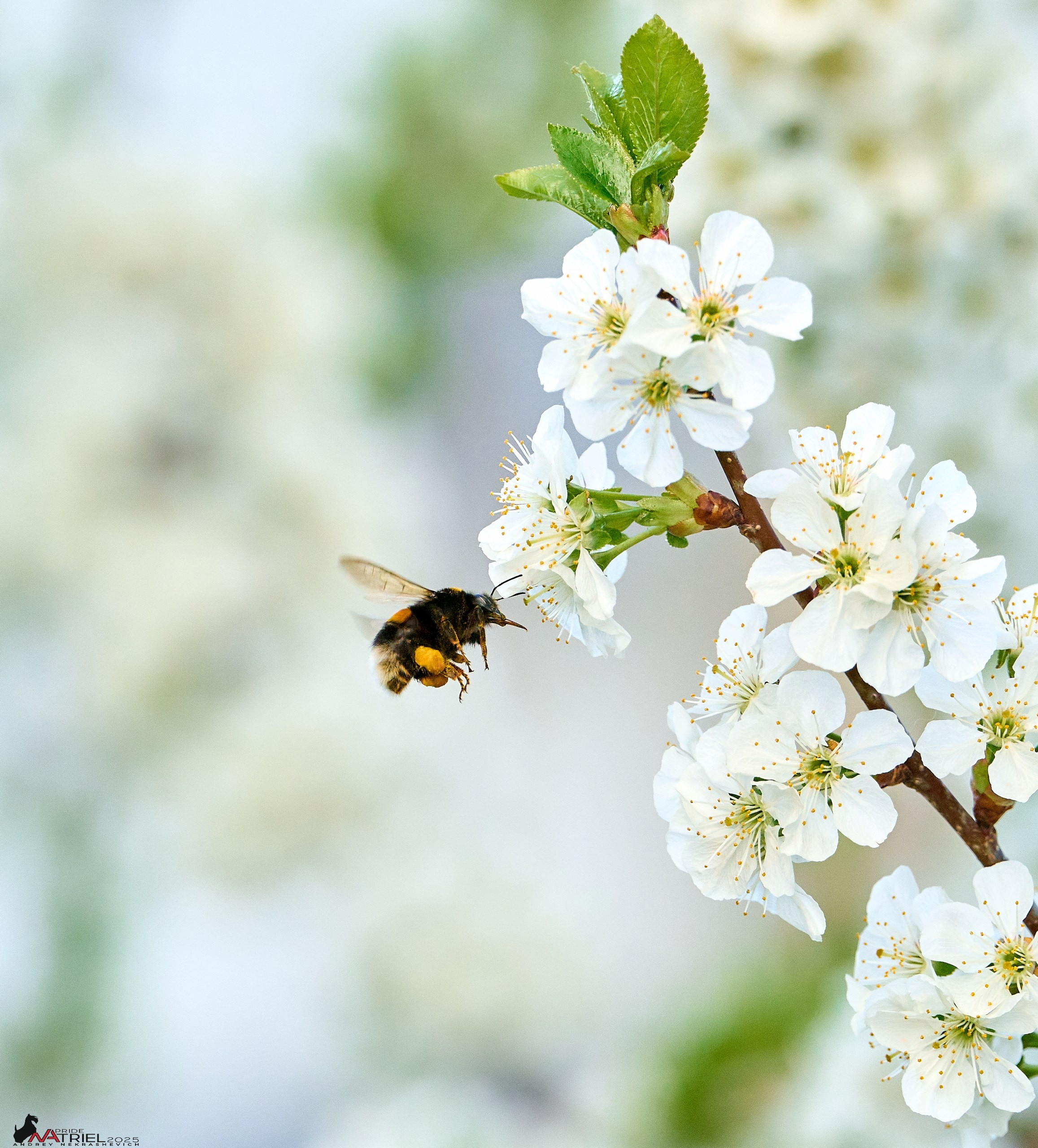 Природа в апреле. Всё в цветении!