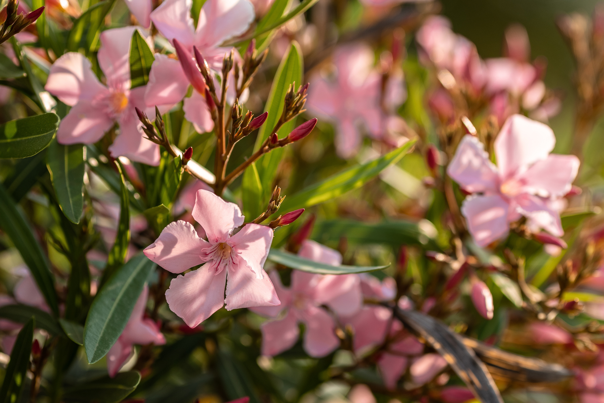 В Орнитологическом парке. Фотосъёмка Сочи, Адлер, Красная Поляна