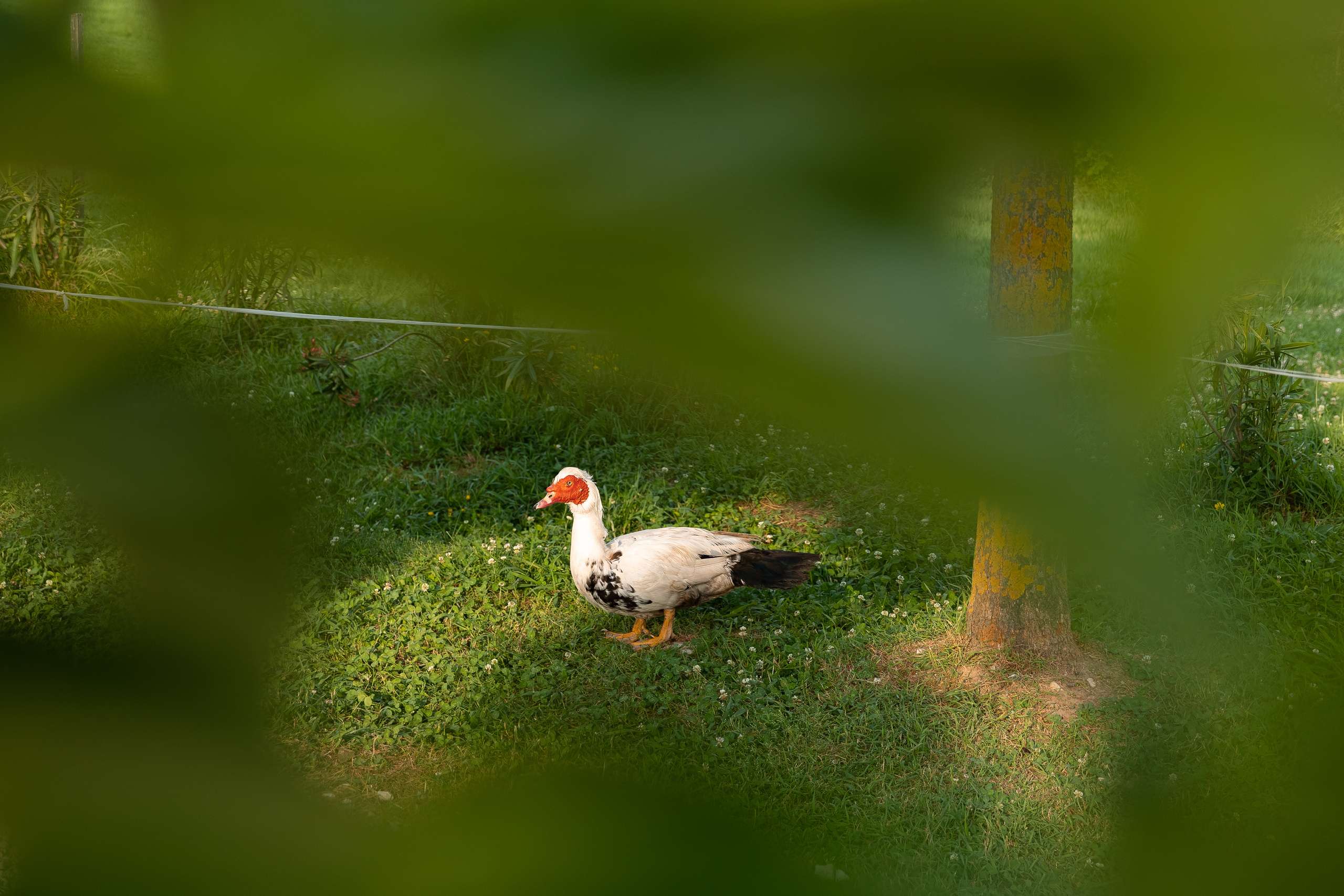В Орнитологическом парке. Фотосъёмка Сочи, Адлер, Красная Поляна