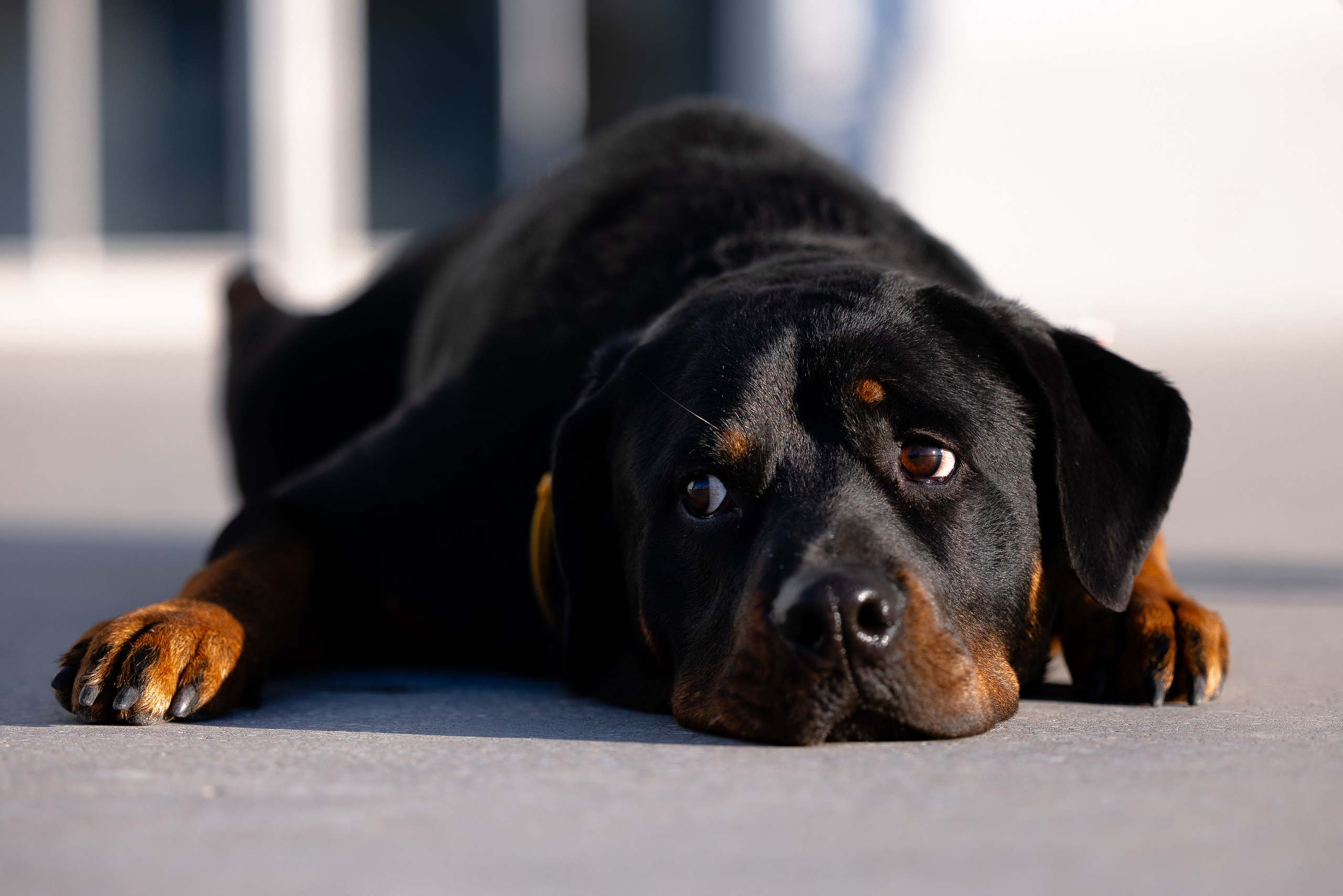 Катя, Леша, Трой и Лея. Фотограф и видеограф анималист Аганина Дарья