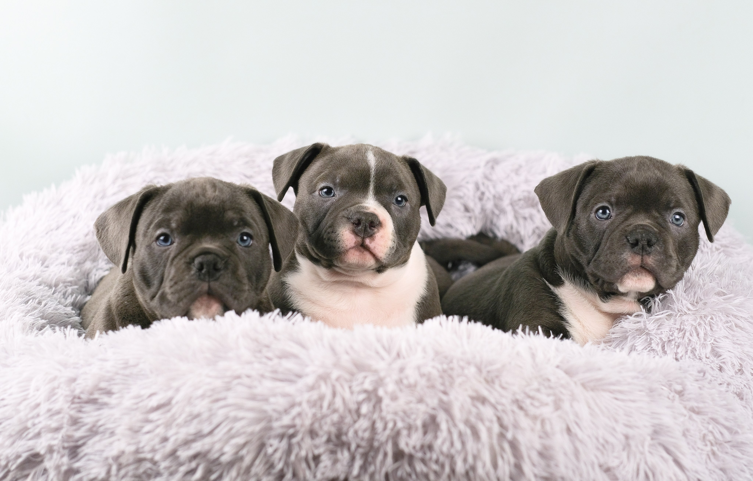 Американский Булли. Фотограф и видеограф анималист Аганина Дарья