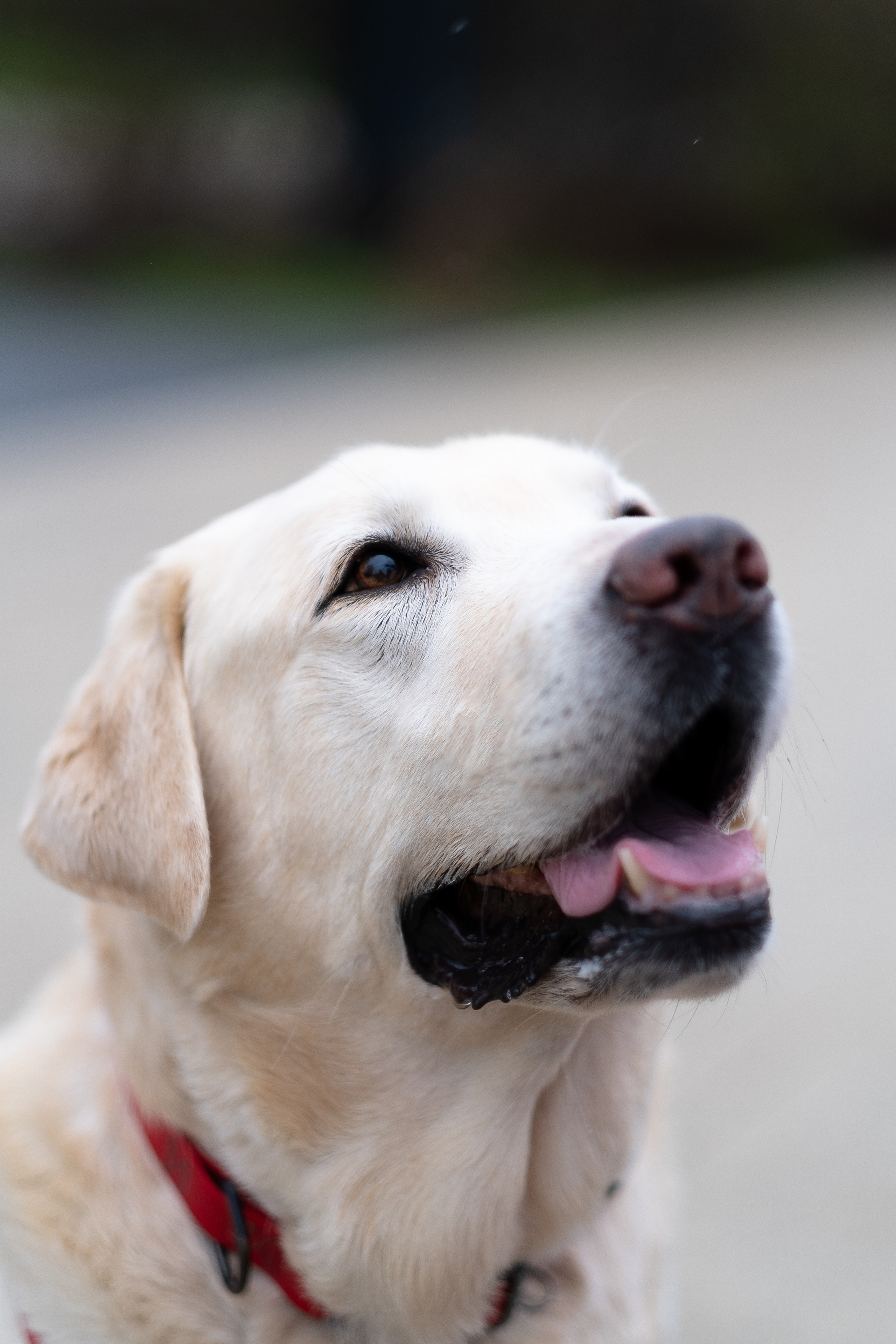 Света и Лето. Фотограф и видеограф анималист Аганина Дарья