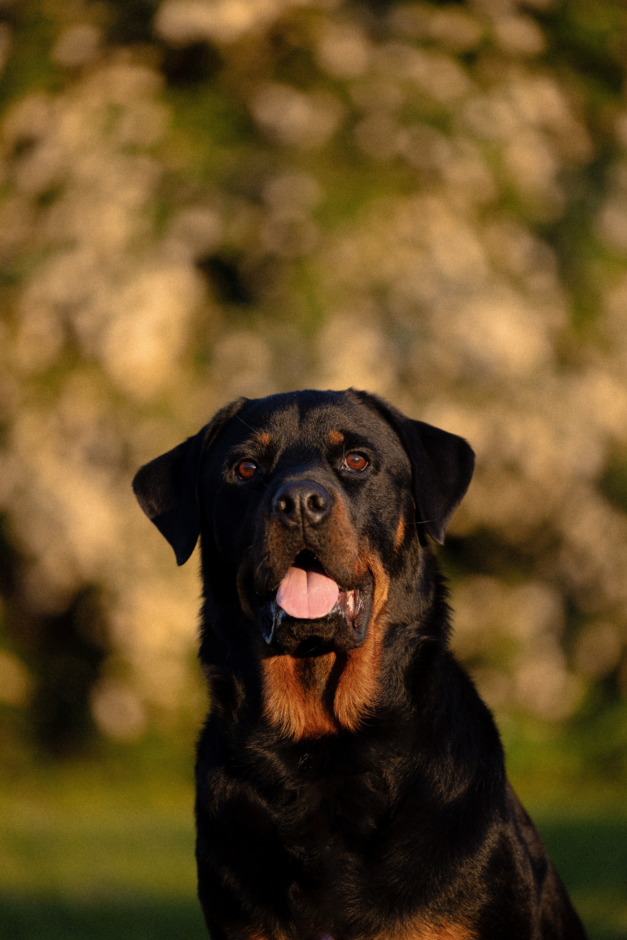 Катя, Леша, Лея и Трой. Фотограф и видеограф анималист Аганина Дарья