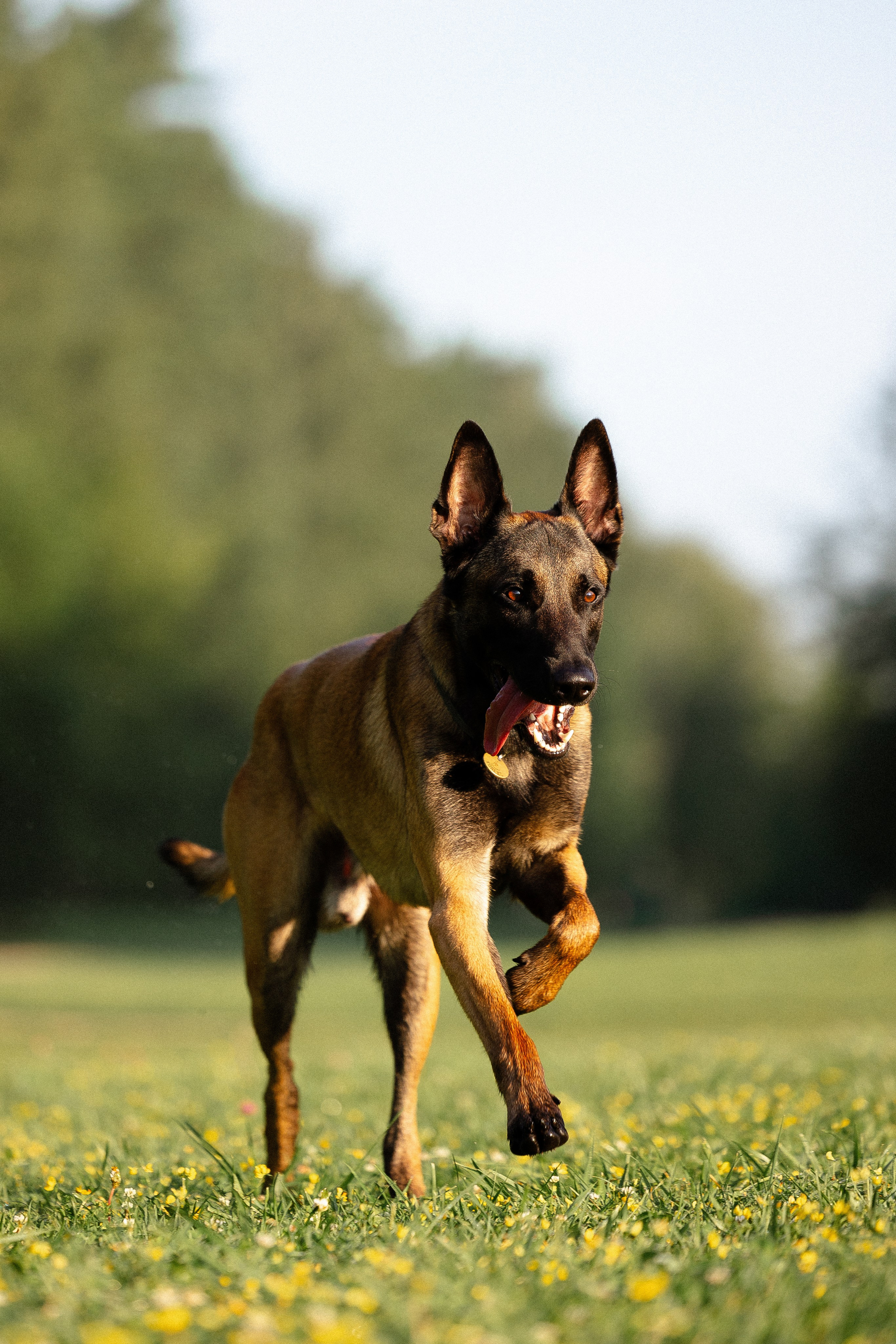 Галина и Кодекс. Фотограф и видеограф анималист Аганина Дарья