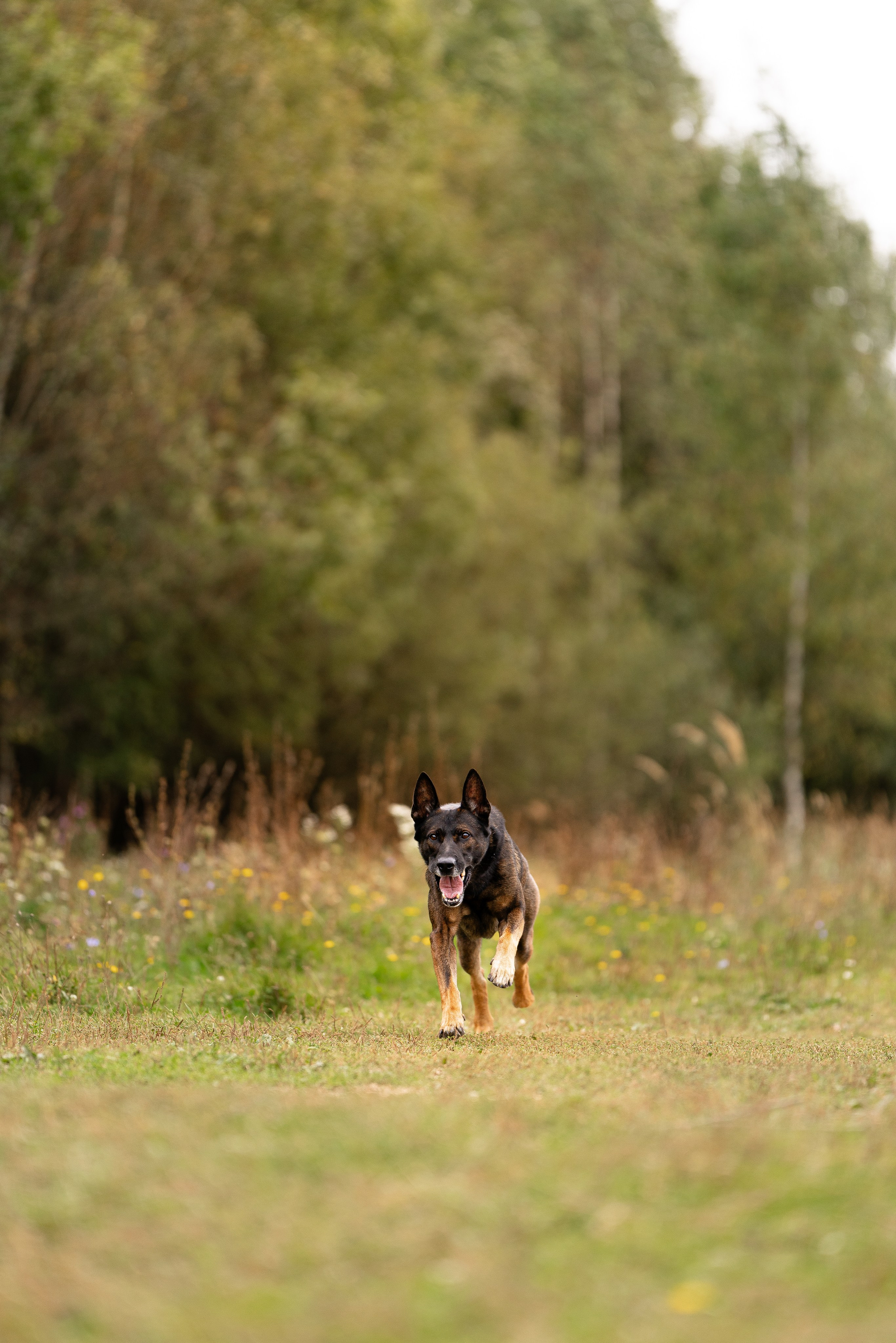 Макс. Фотограф и видеограф анималист Аганина Дарья